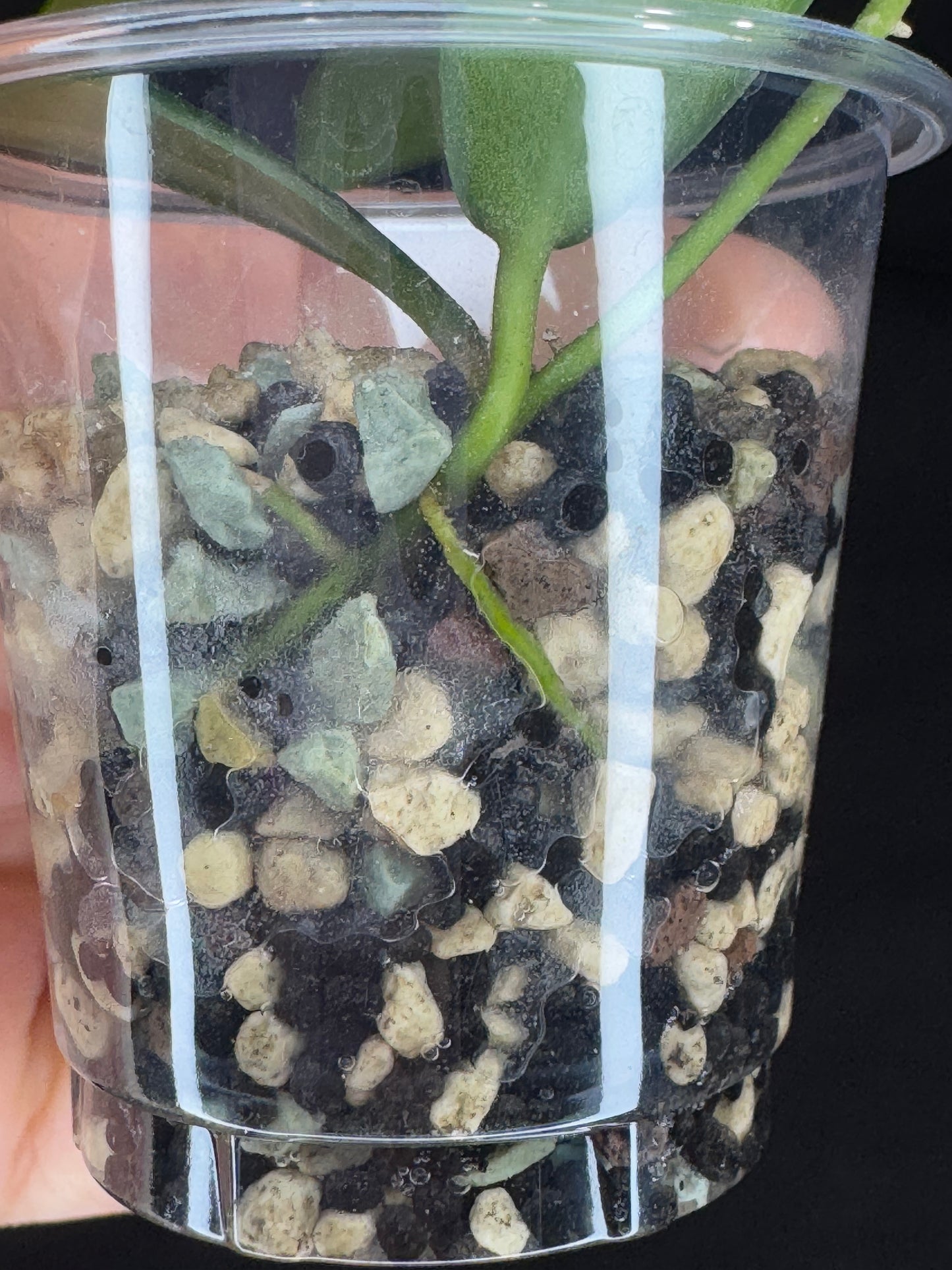 Hoya Apoensis, dark thick with exaggerated veins