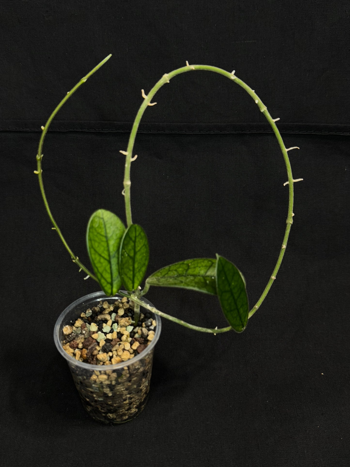 Hoya Lyi NOID, big round leaves with nice veins, rare