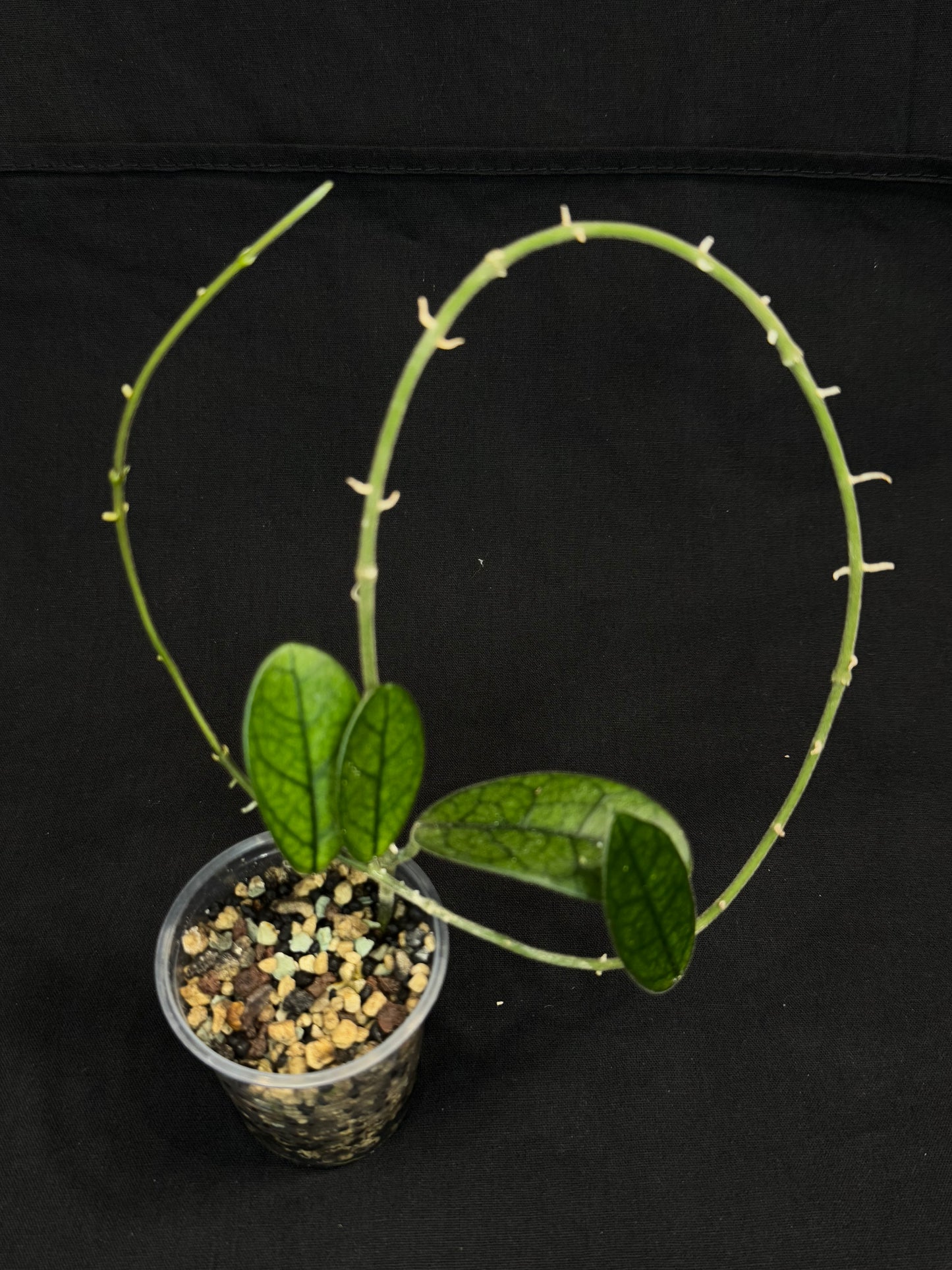 Hoya Lyi NOID, big round leaves with nice veins, rare