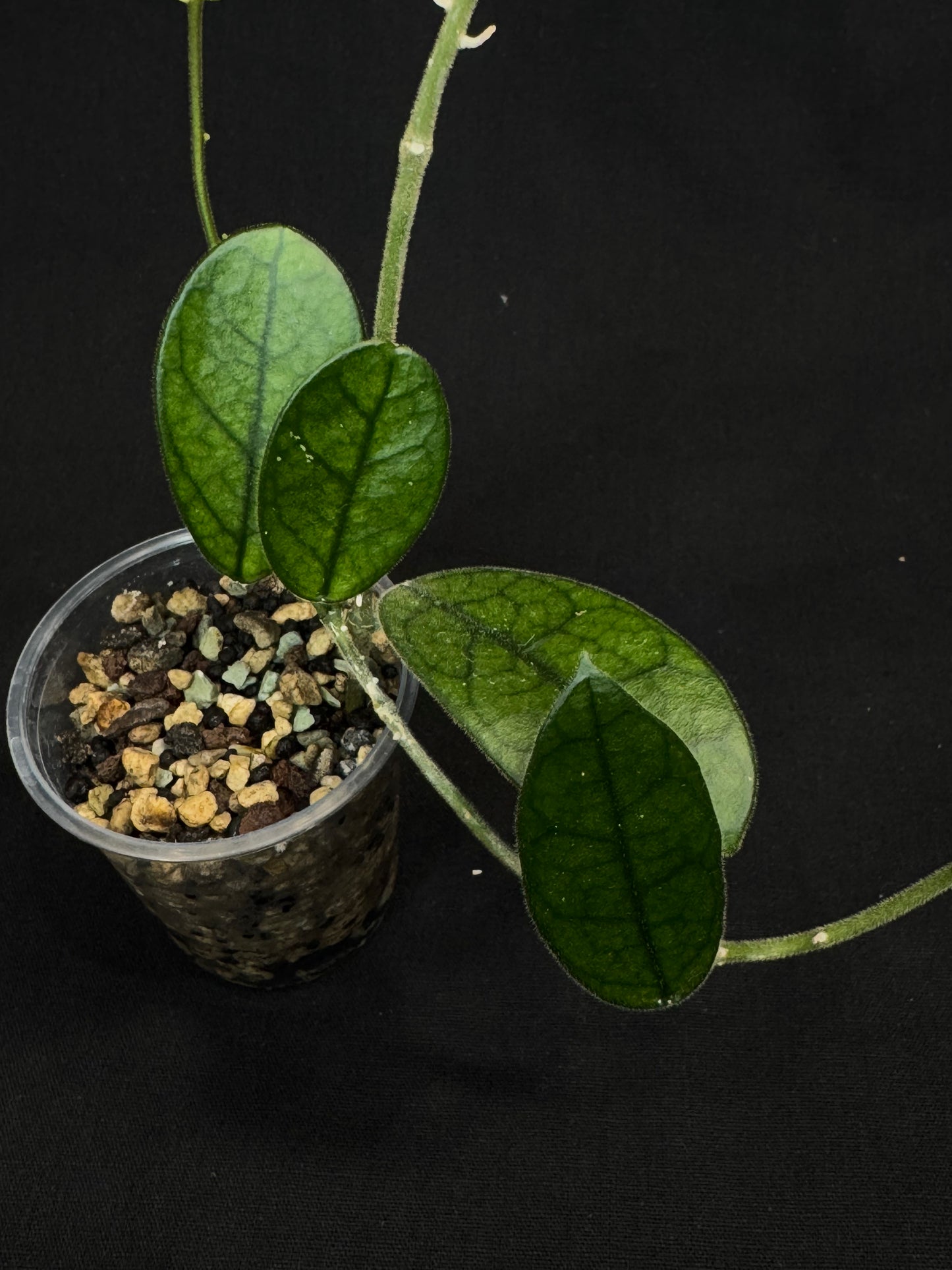 Hoya Lyi NOID, big round leaves with nice veins, rare