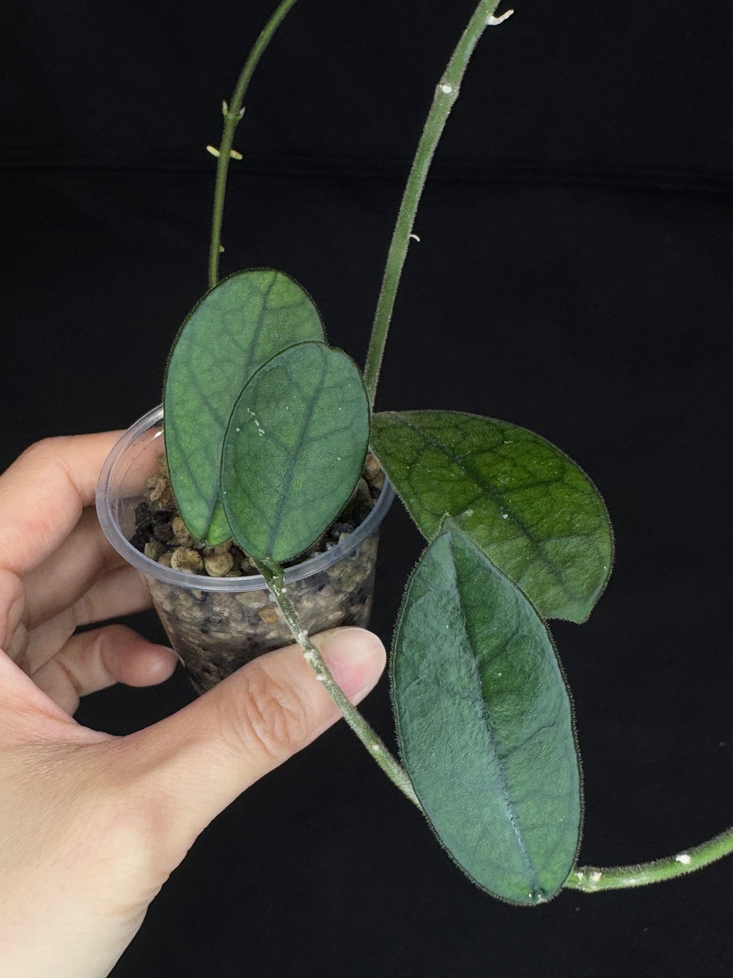 Hoya Lyi NOID, big round leaves with nice veins, rare