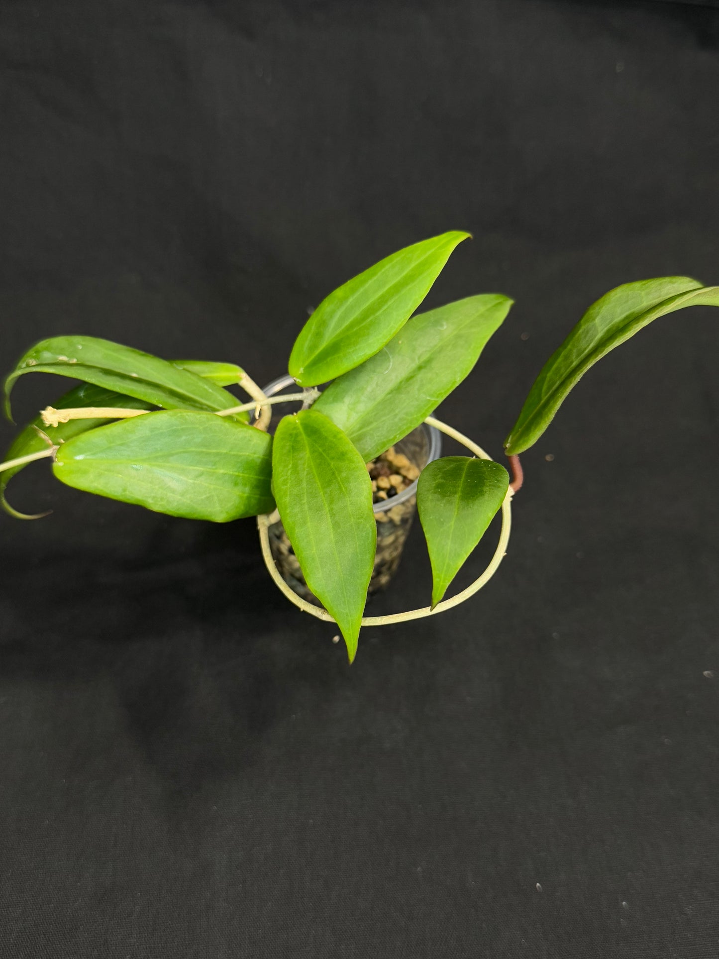 Hoya ilagiorum, pleasant fragrant flowering, red flowers