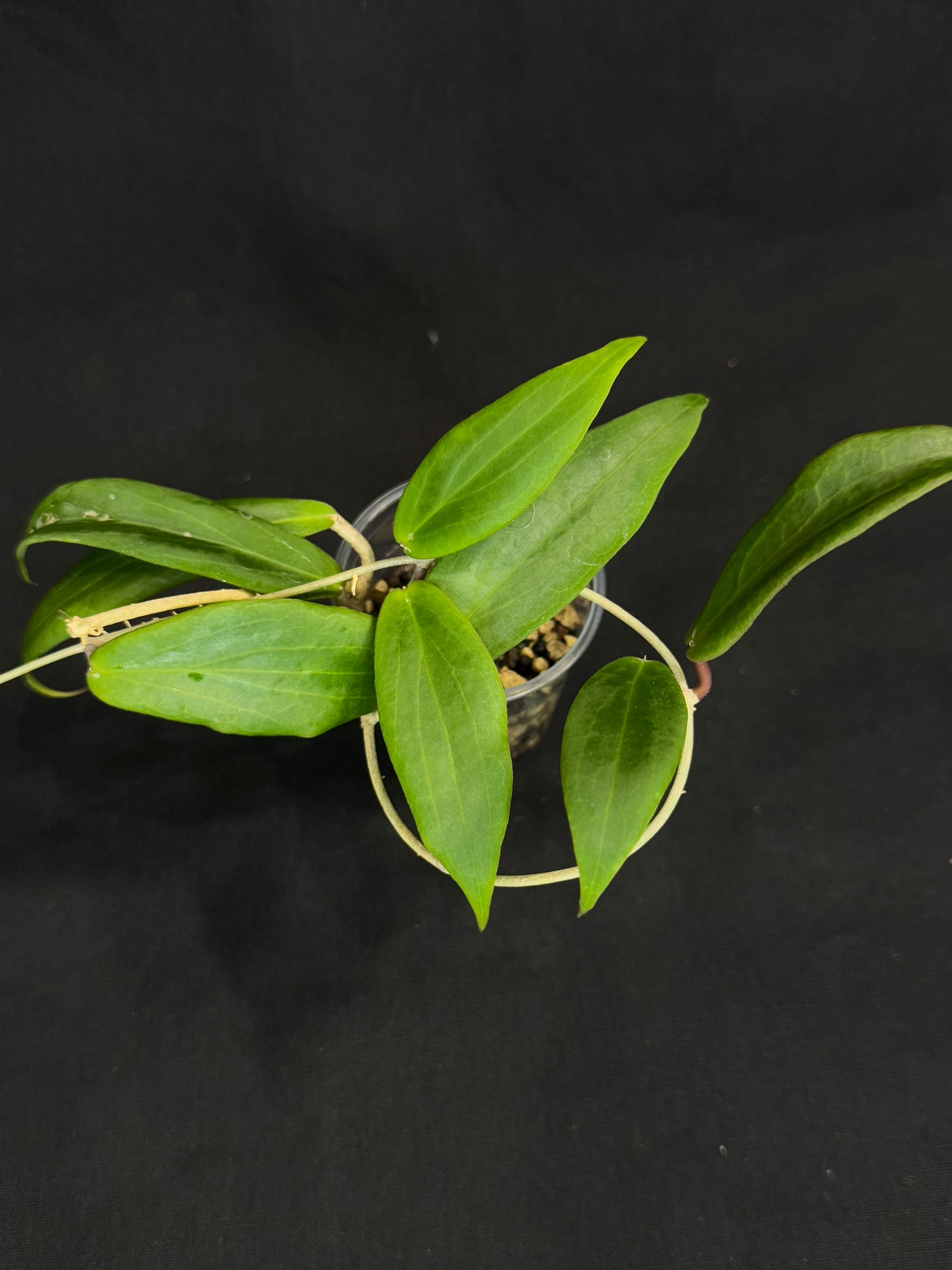 Hoya ilagiorum, pleasant fragrant flowering, red flowers