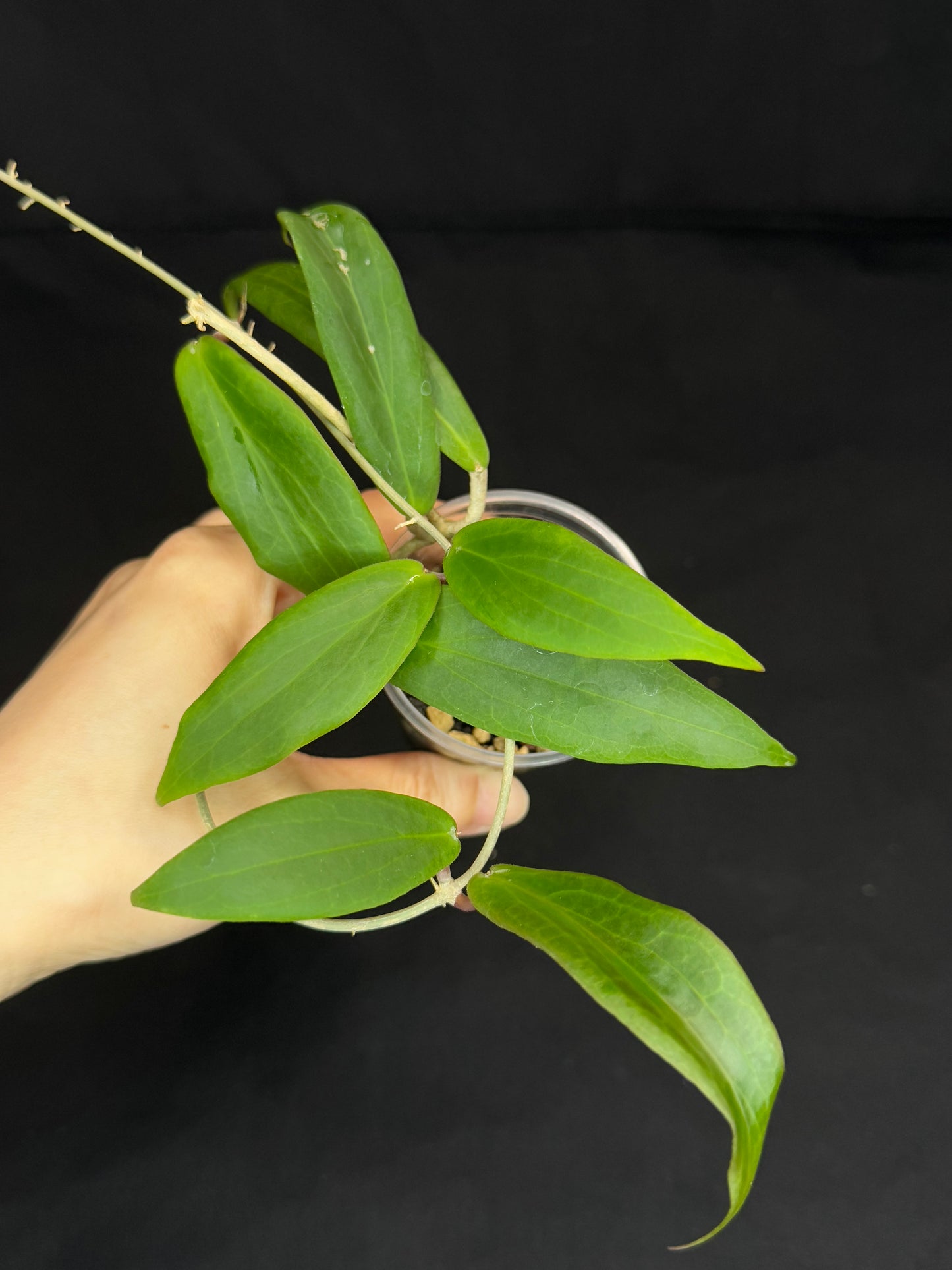 Hoya ilagiorum, pleasant fragrant flowering, red flowers