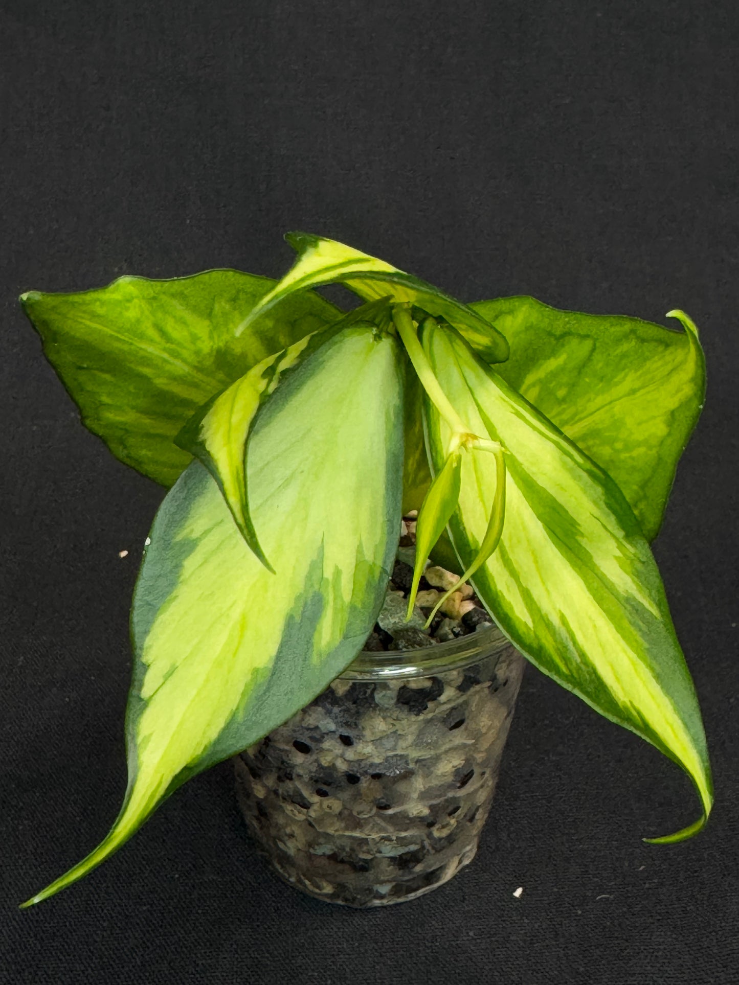 Hoya polyneura variegated (inner) (#1), rare and beautiful variegation