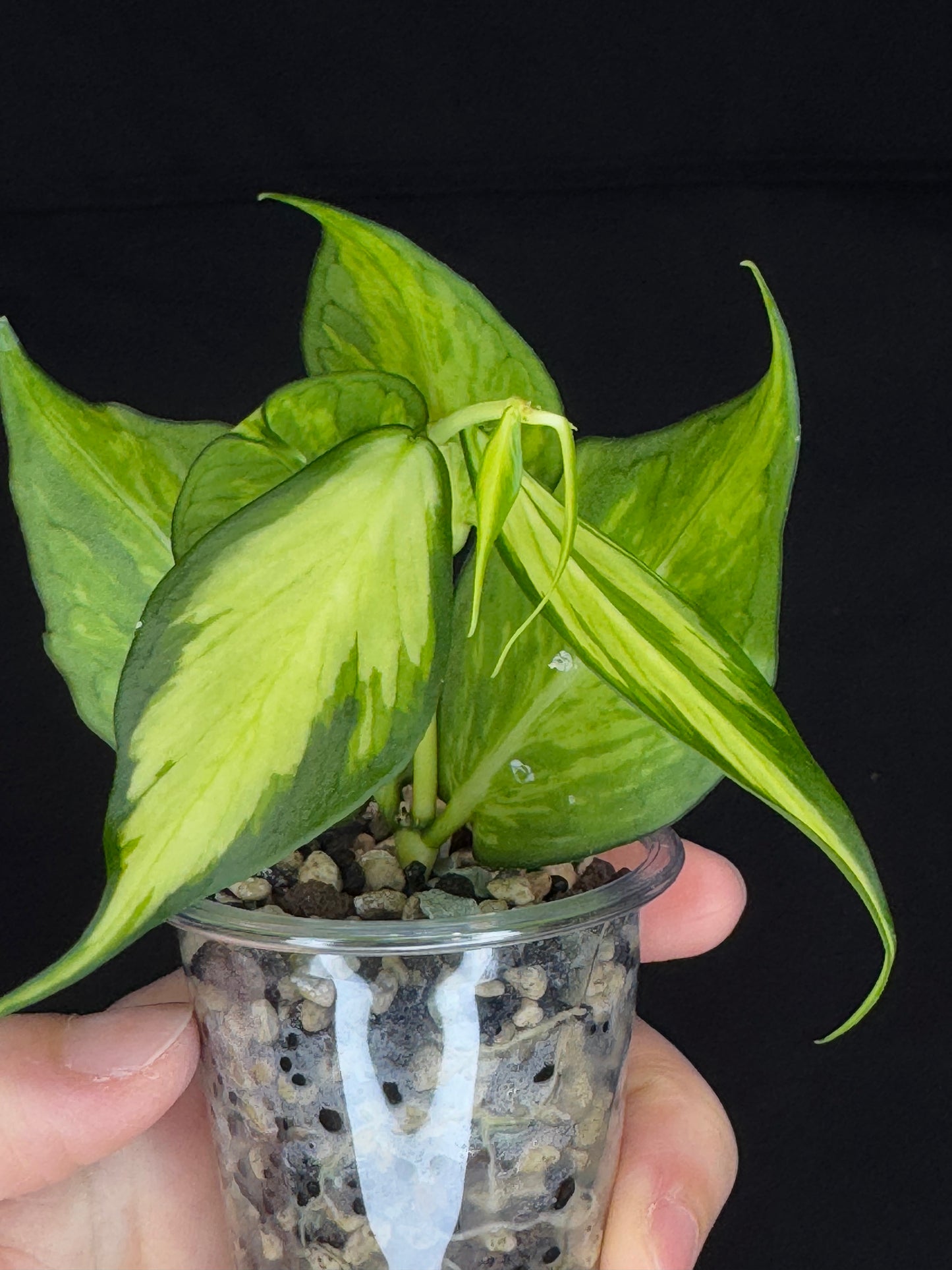 Hoya polyneura variegated (inner) (#1), rare and beautiful variegation