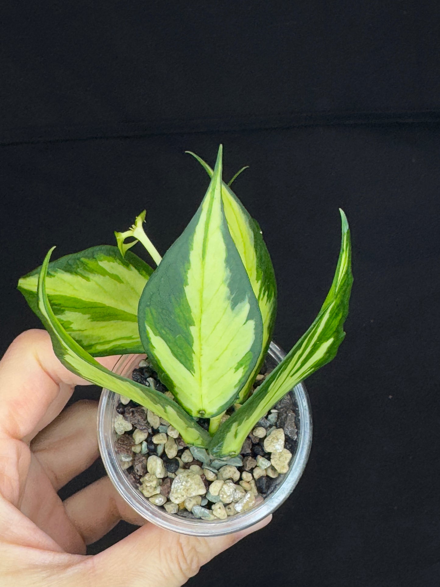 Hoya polyneura variegated (inner) (#1), rare and beautiful variegation