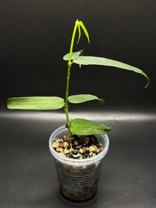 Hoya pandurata (dark), well-rooted