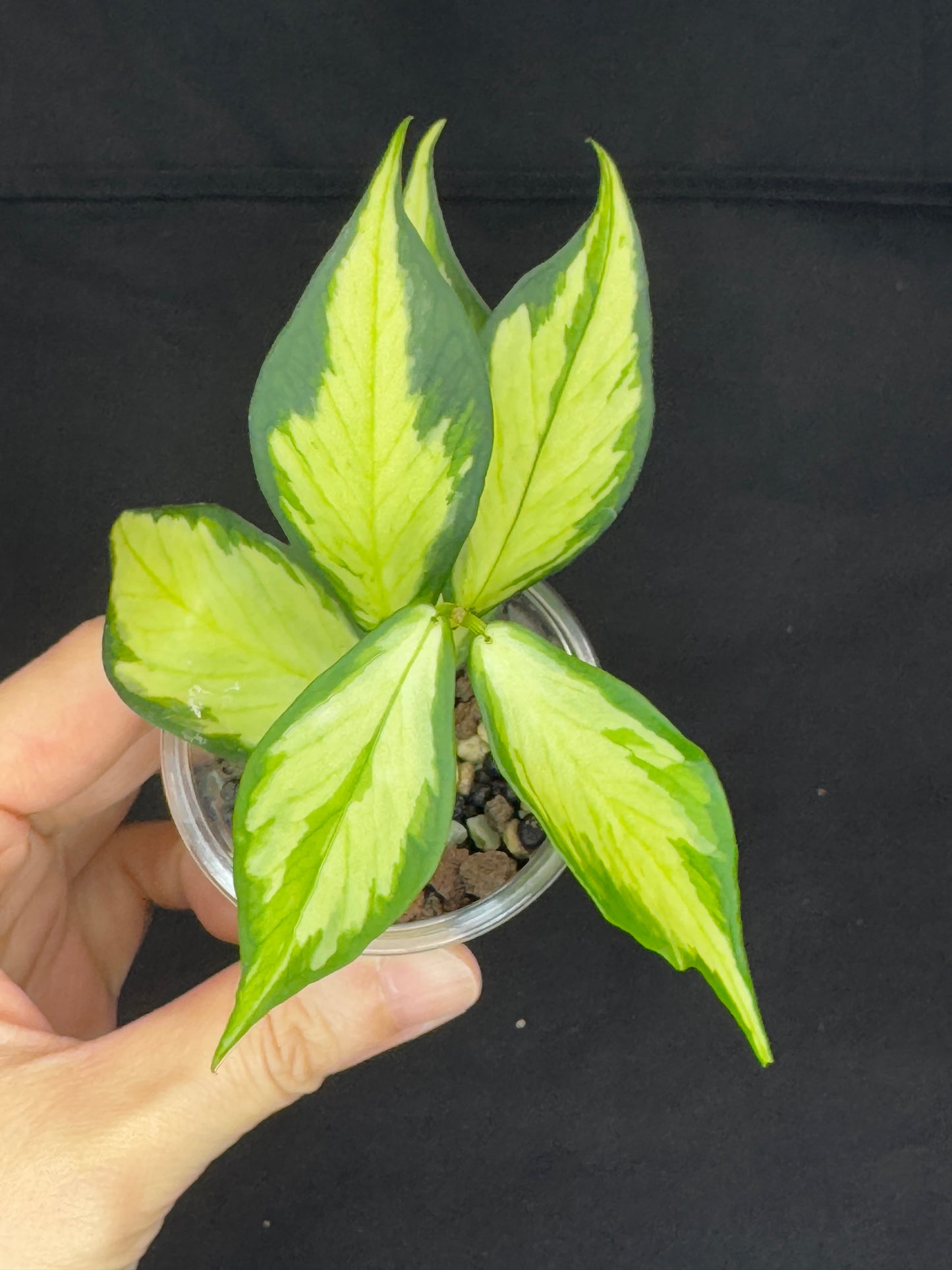 Hoya polyneura variegated (inner) (#2), rare and beautiful variegation