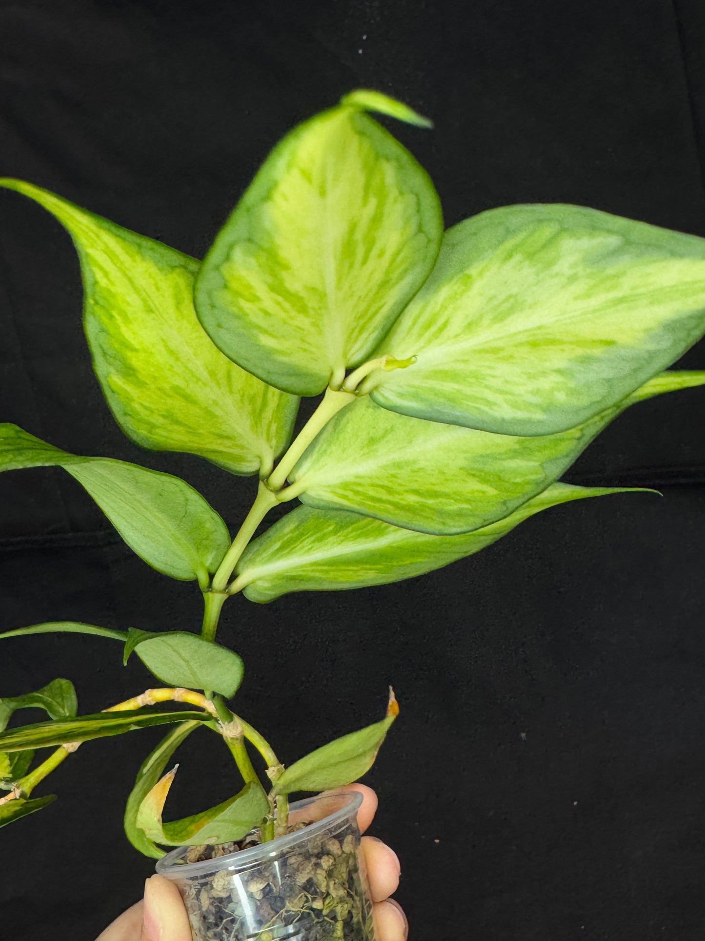 Hoya polyneura variegated (inner) (#3), rare and beautiful variegation, bigger plant