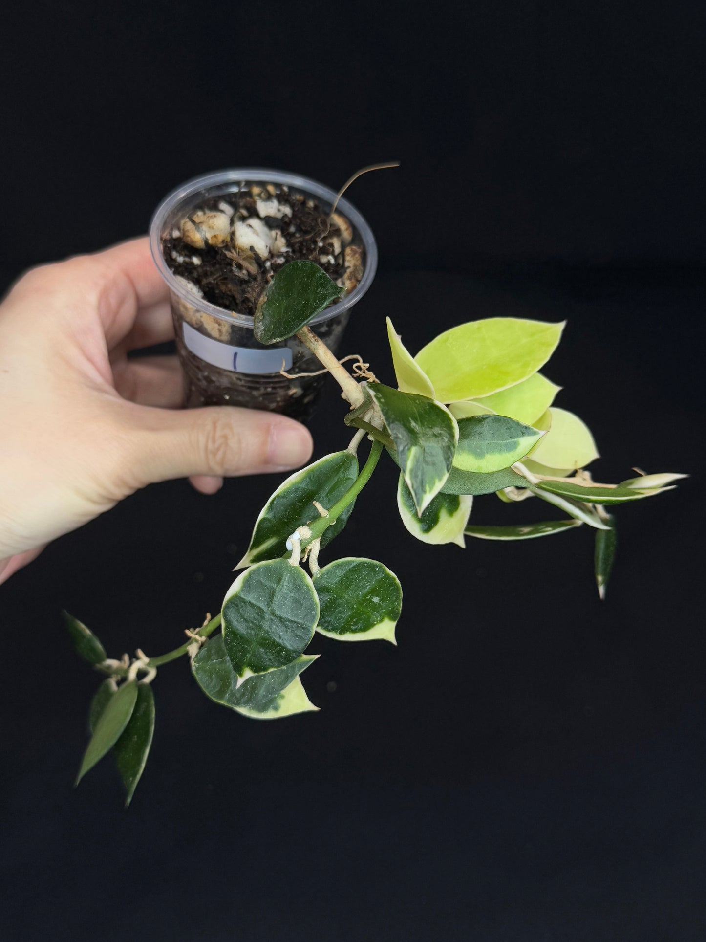 Hoya Lacunosa Asami (clone 2), rare, nice variegation (Plant 1)