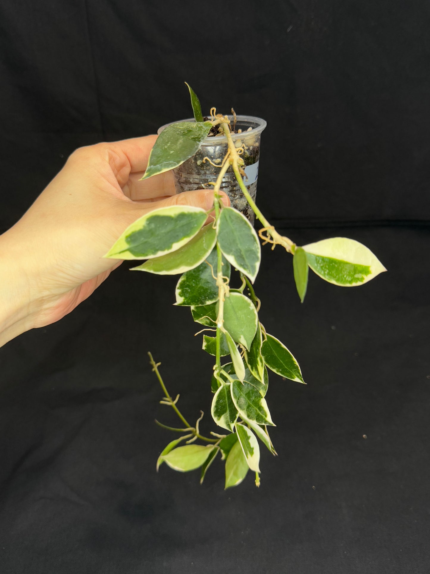 Hoya Lacunosa Asami (clone 2), rare, nice variegation (Plant 2)