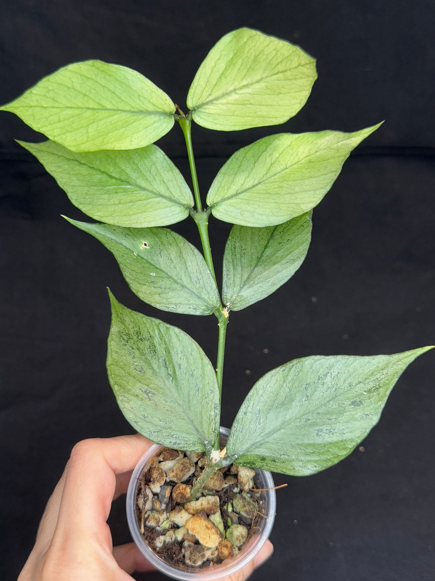 Hoya polyneura silver/broget (#1), fish-tail shape, silver/high splashy leaves