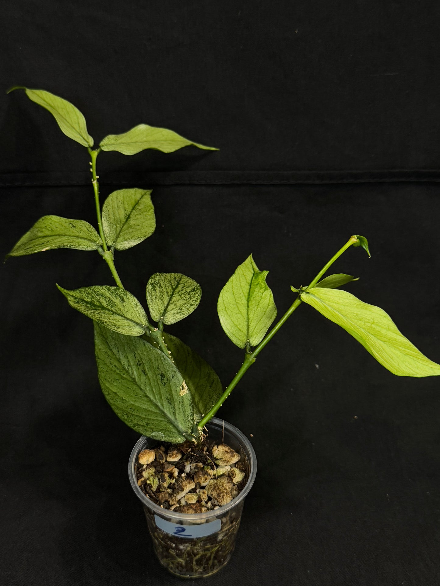 Hoya polyneura silver/broget (#2), fish-tail shape, silver/high splashy leaves