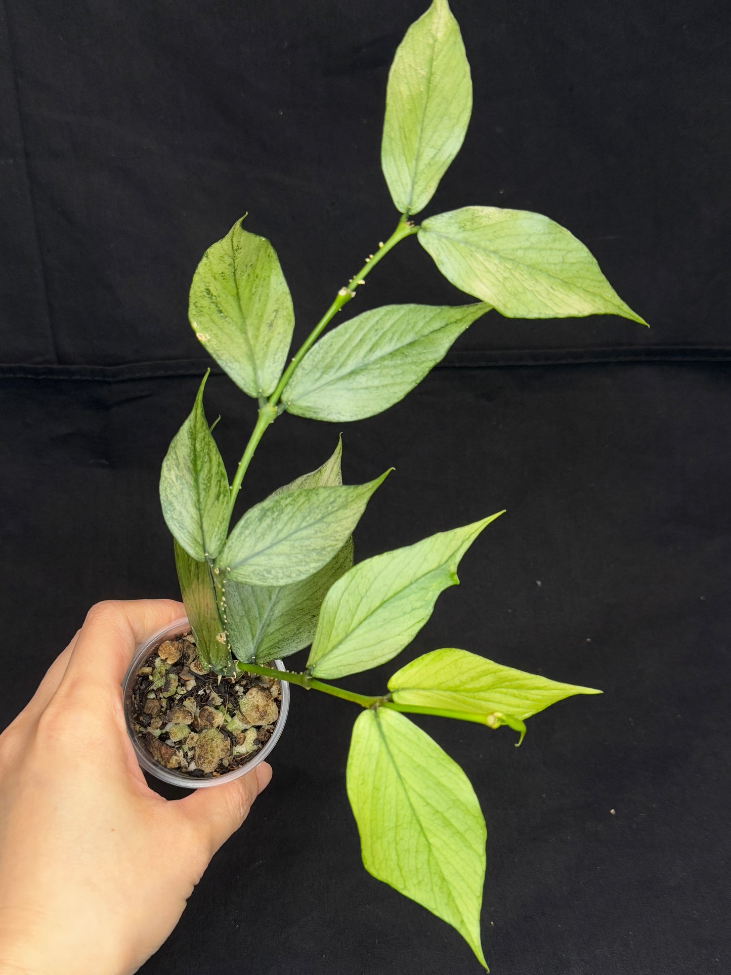 Hoya polyneura silver/broget (#2), fish-tail shape, silver/high splashy leaves