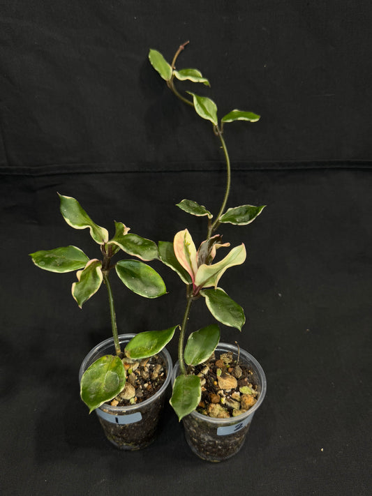 Hoya Carnosa Holliana, rare and small variated leaves, rooted, bigger plant #2