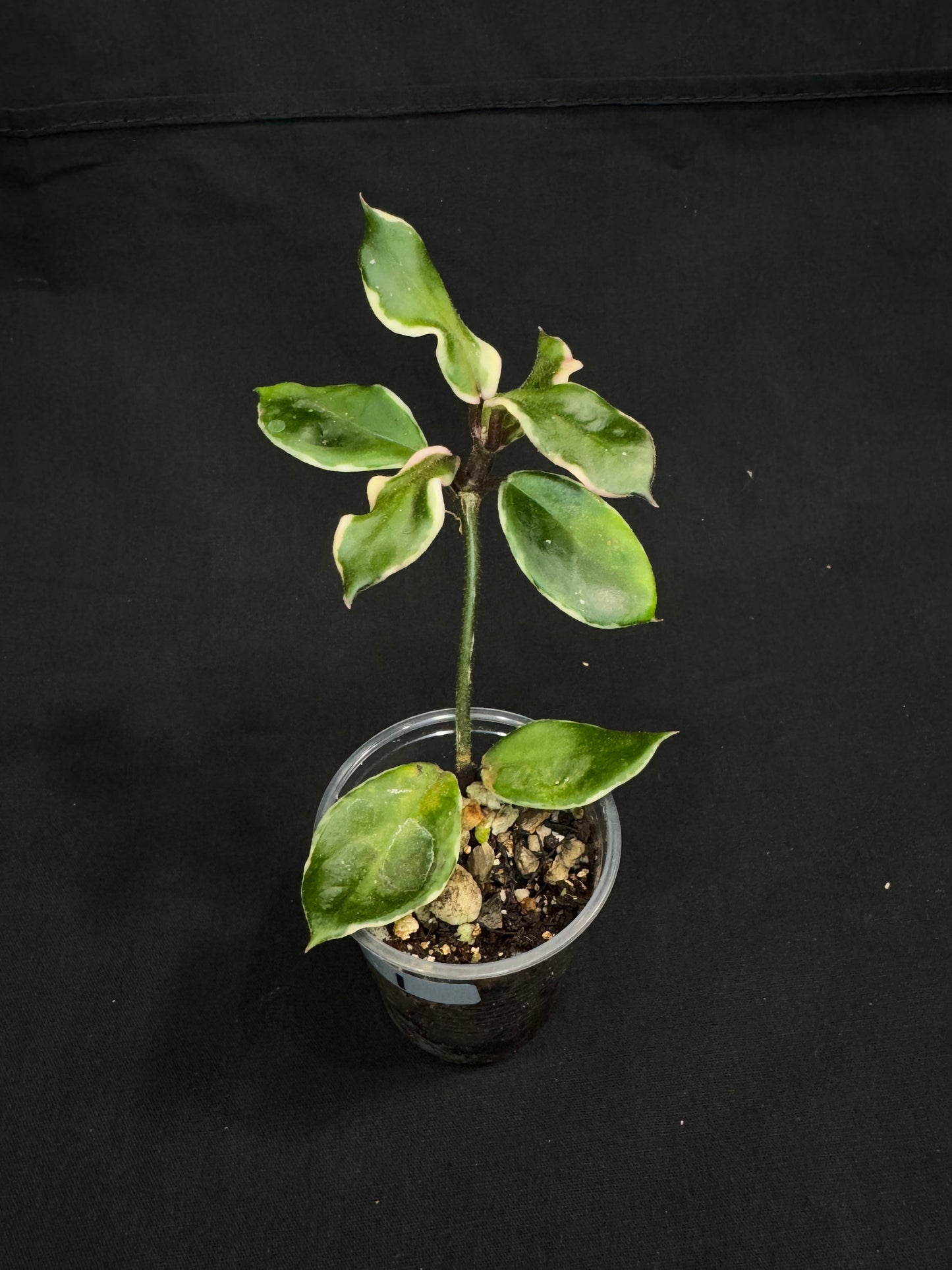 Hoya Carnosa Holliana, rare and small variated leaves, rooted, #1