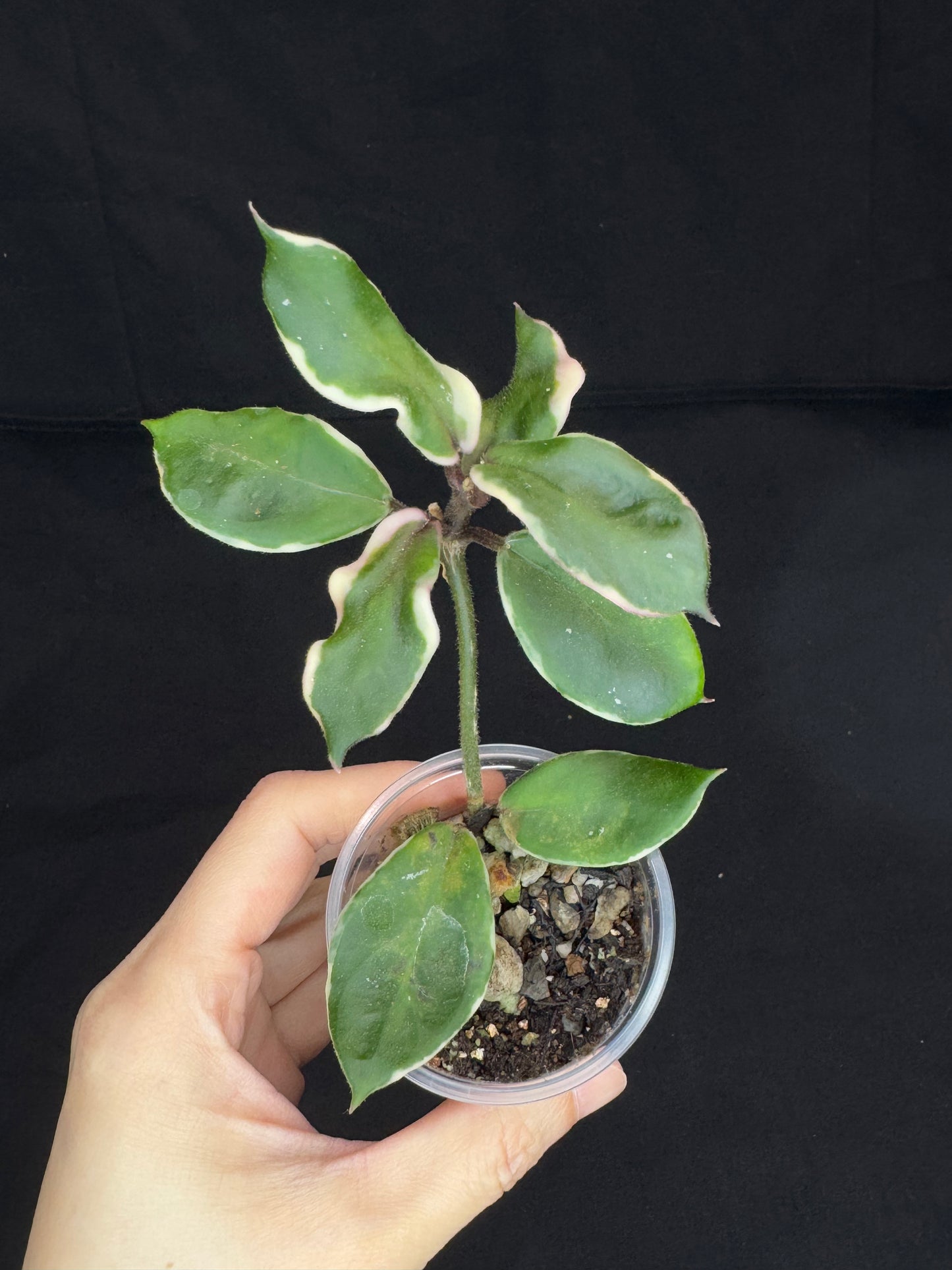 Hoya Carnosa Holliana, rare and small variated leaves, rooted, #1