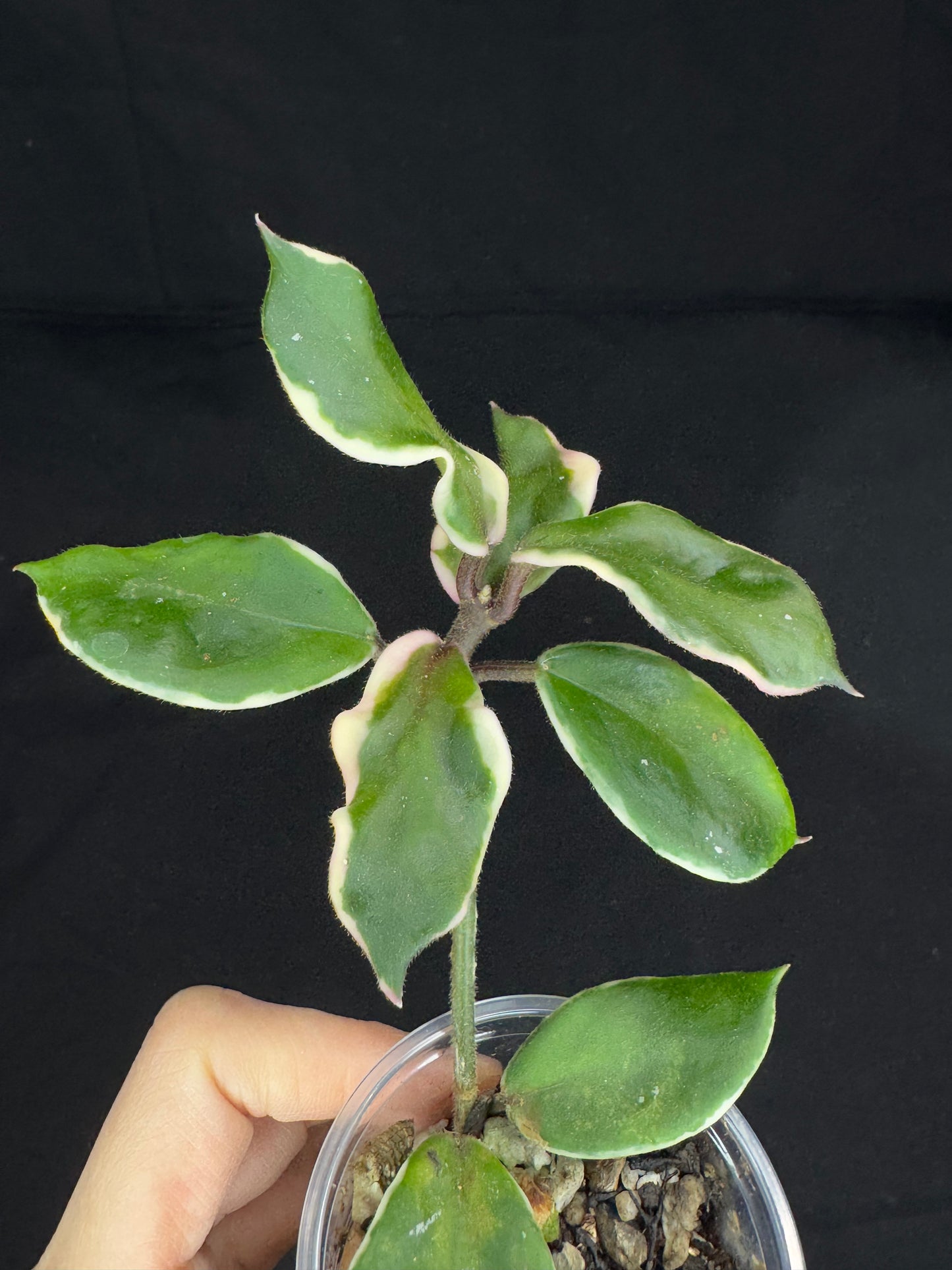 Hoya Carnosa Holliana, rare and small variated leaves, rooted, #1