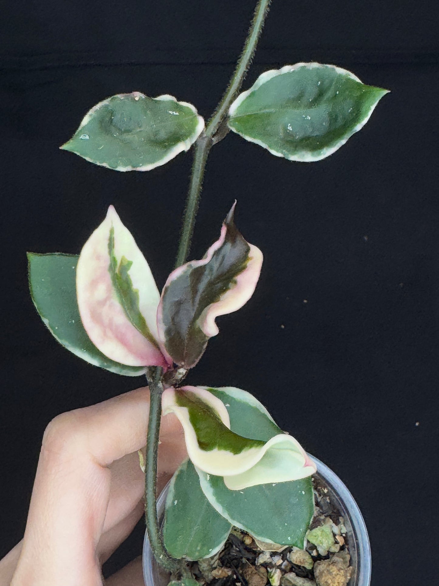 Hoya Carnosa Holliana, rare and small variated leaves, rooted, bigger plant #2