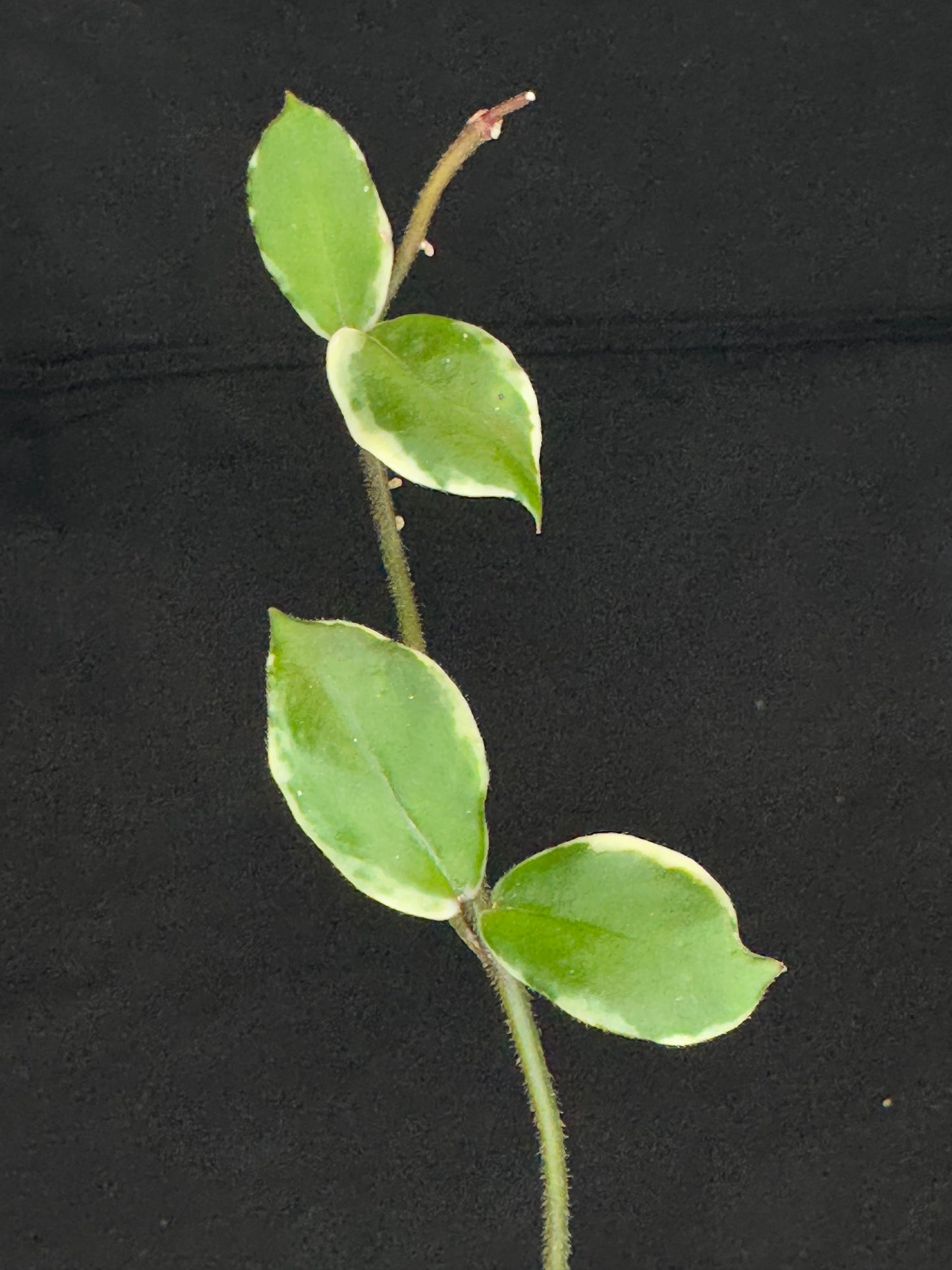 Hoya Carnosa Holliana, rare and small variated leaves, rooted, bigger plant #2