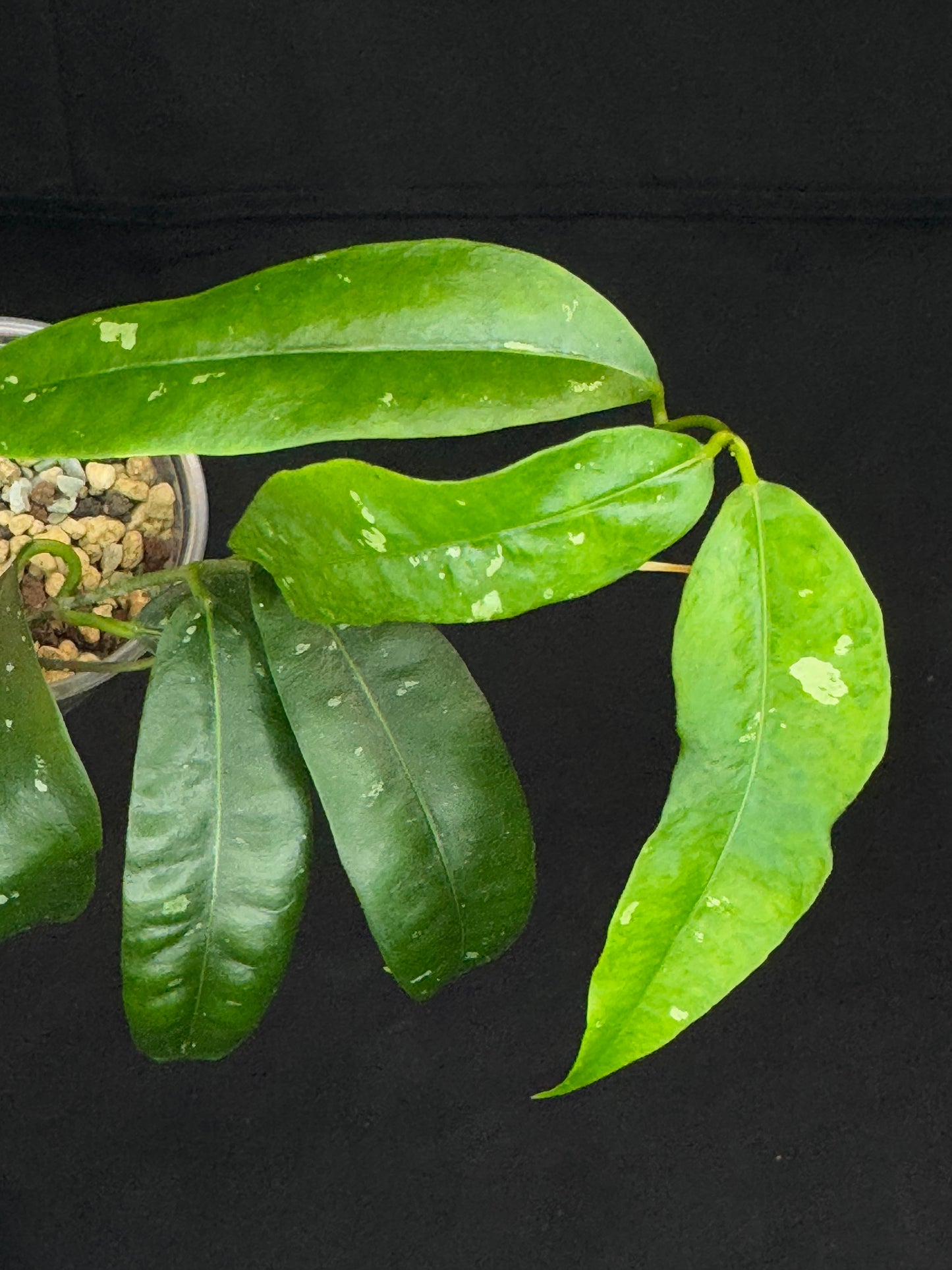 Hoya mappigera yellow corona, beautiful leaves and flower, unique umbrella-shaped flower, #2