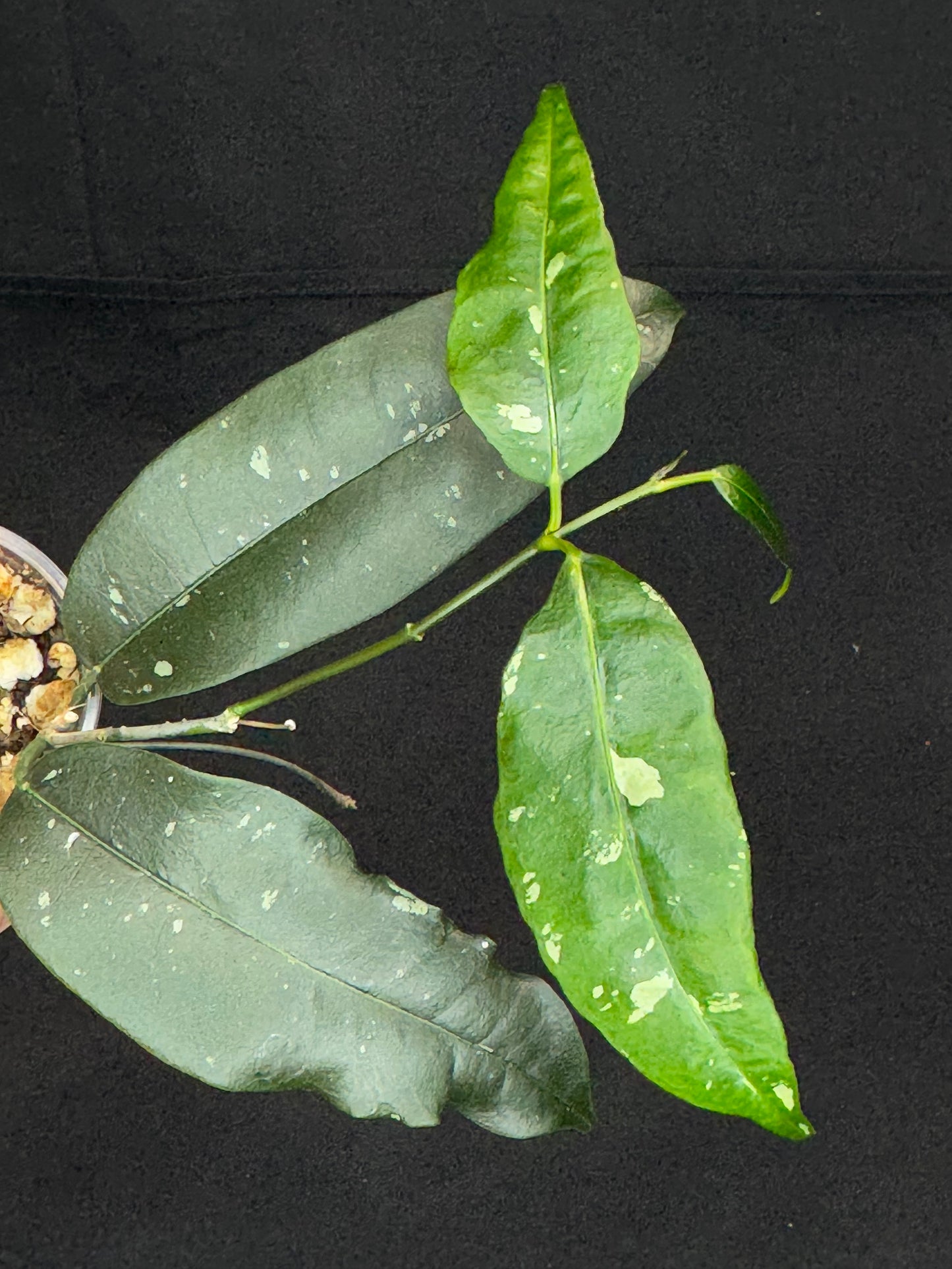 Hoya mappigera yellow corona, beautiful leaves and flower, unique umbrella-shaped flower, #3