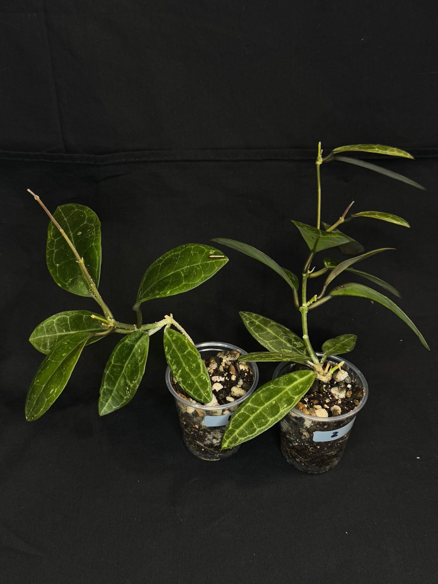 Hoya elliptica splash (#2), splashy cute big leaves, multiple growths, big plant