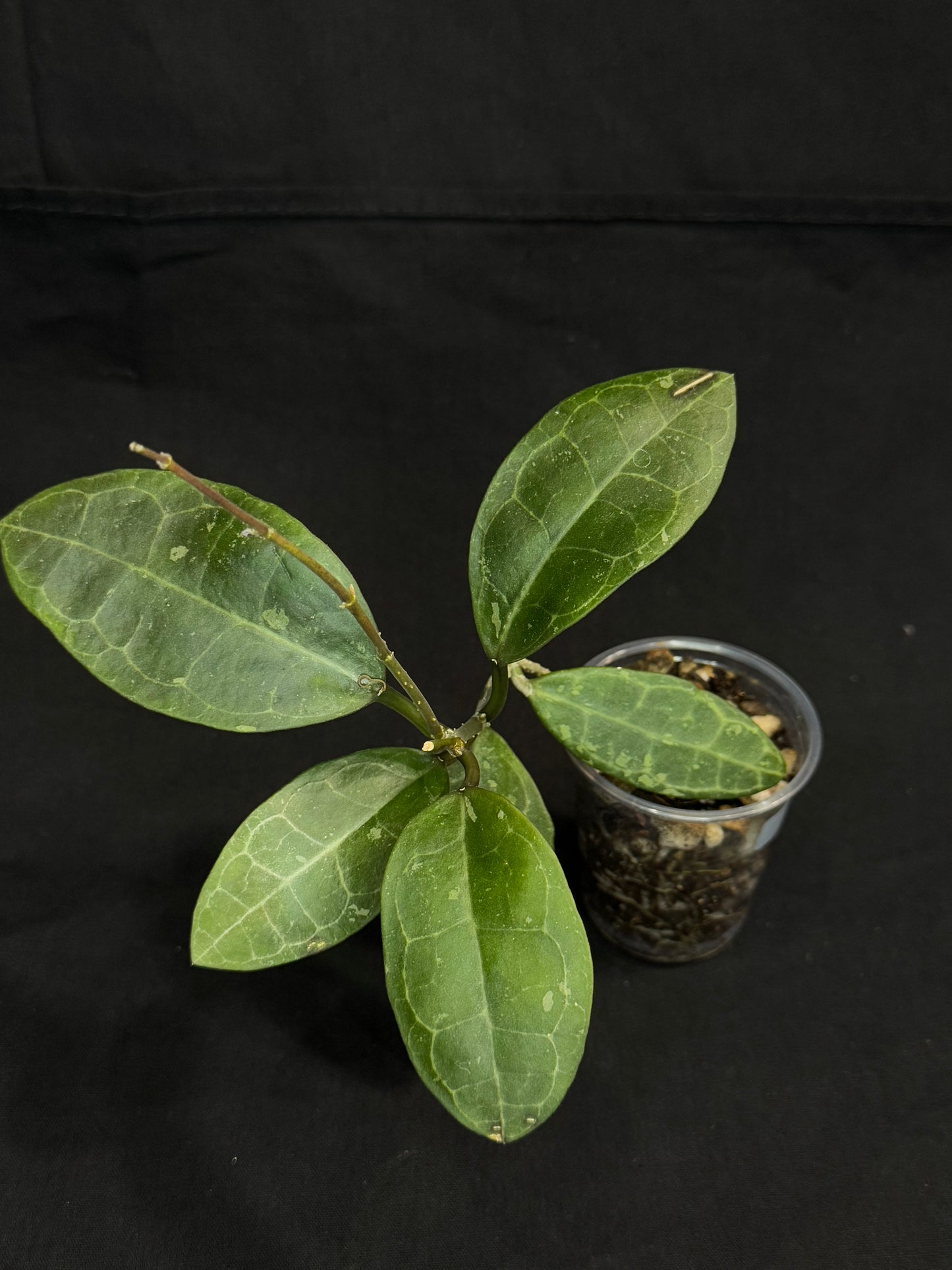 Hoya elliptica splash (#1), splashy cute big leaves, multiple growths