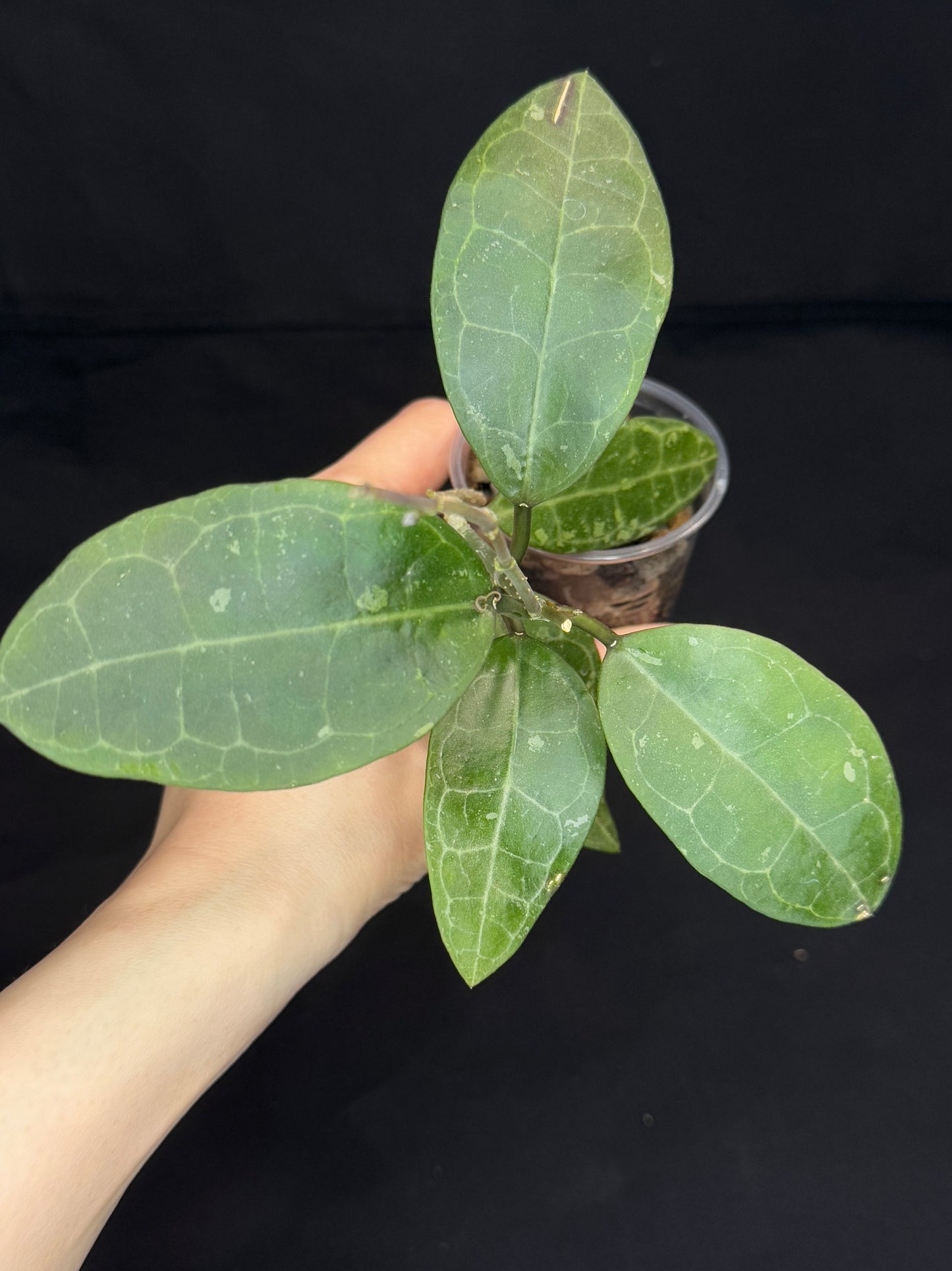 Hoya elliptica splash (#1), splashy cute big leaves, multiple growths