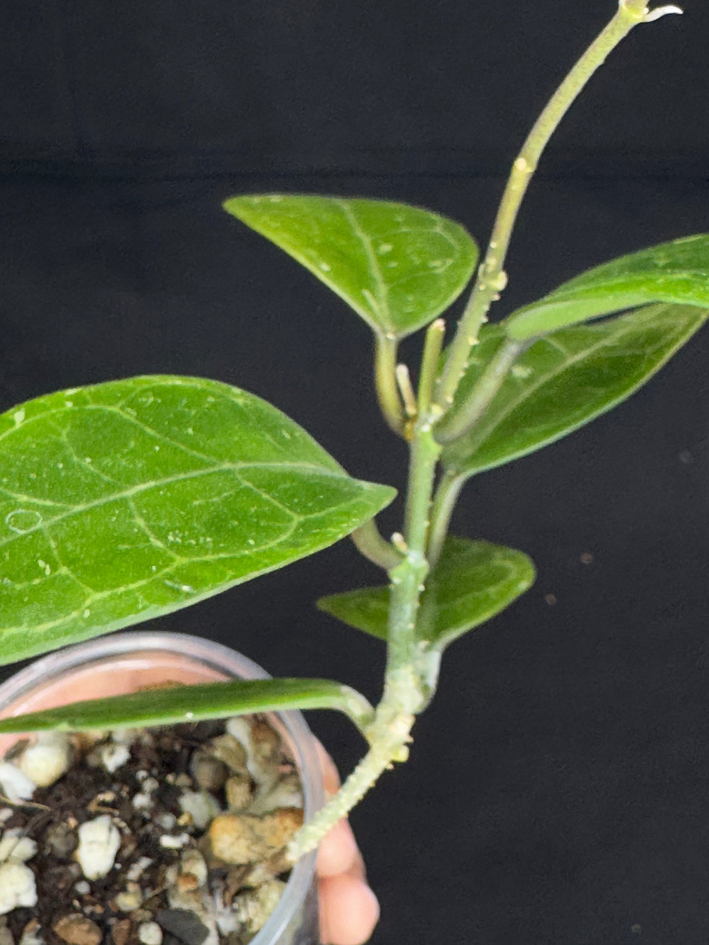 Hoya elliptica splash (#1), splashy cute big leaves, multiple growths