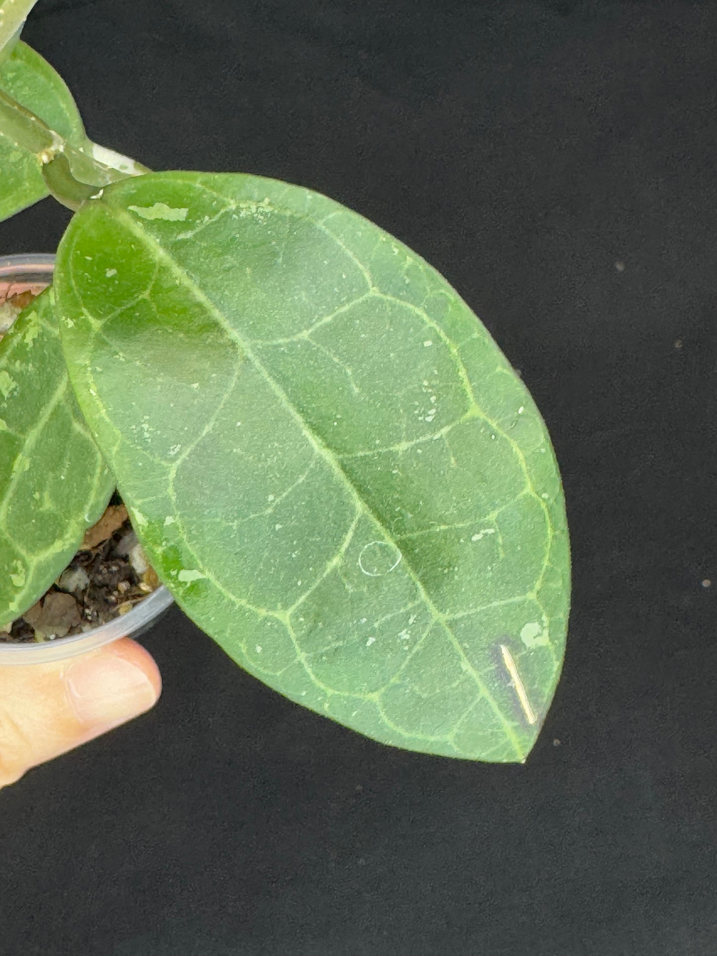 Hoya elliptica splash (#1), splashy cute big leaves, multiple growths