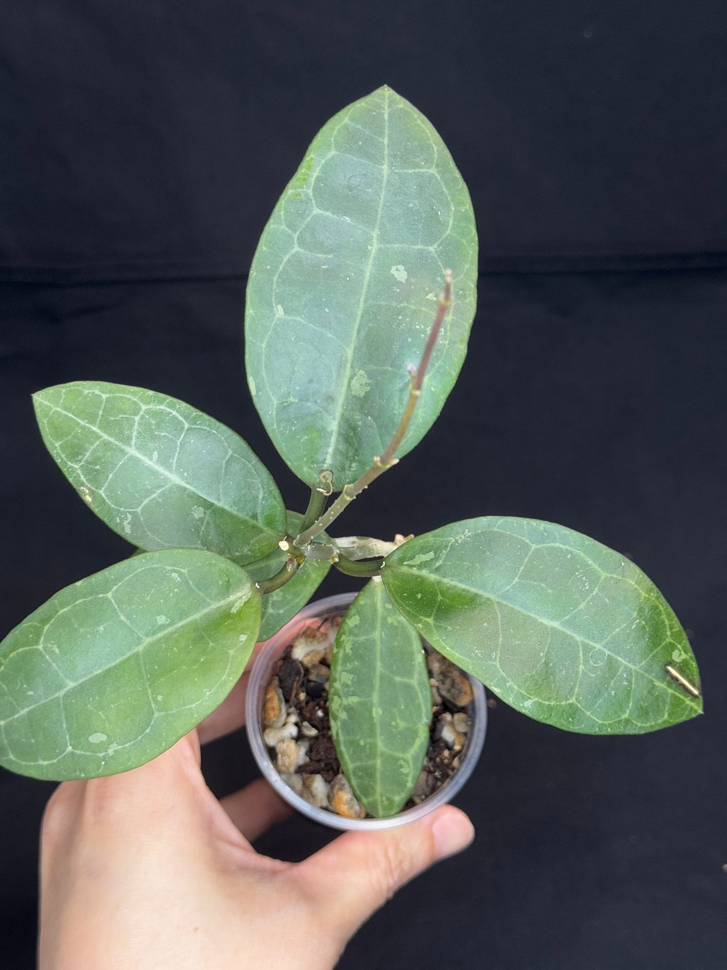 Hoya elliptica splash (#1), splashy cute big leaves, multiple growths