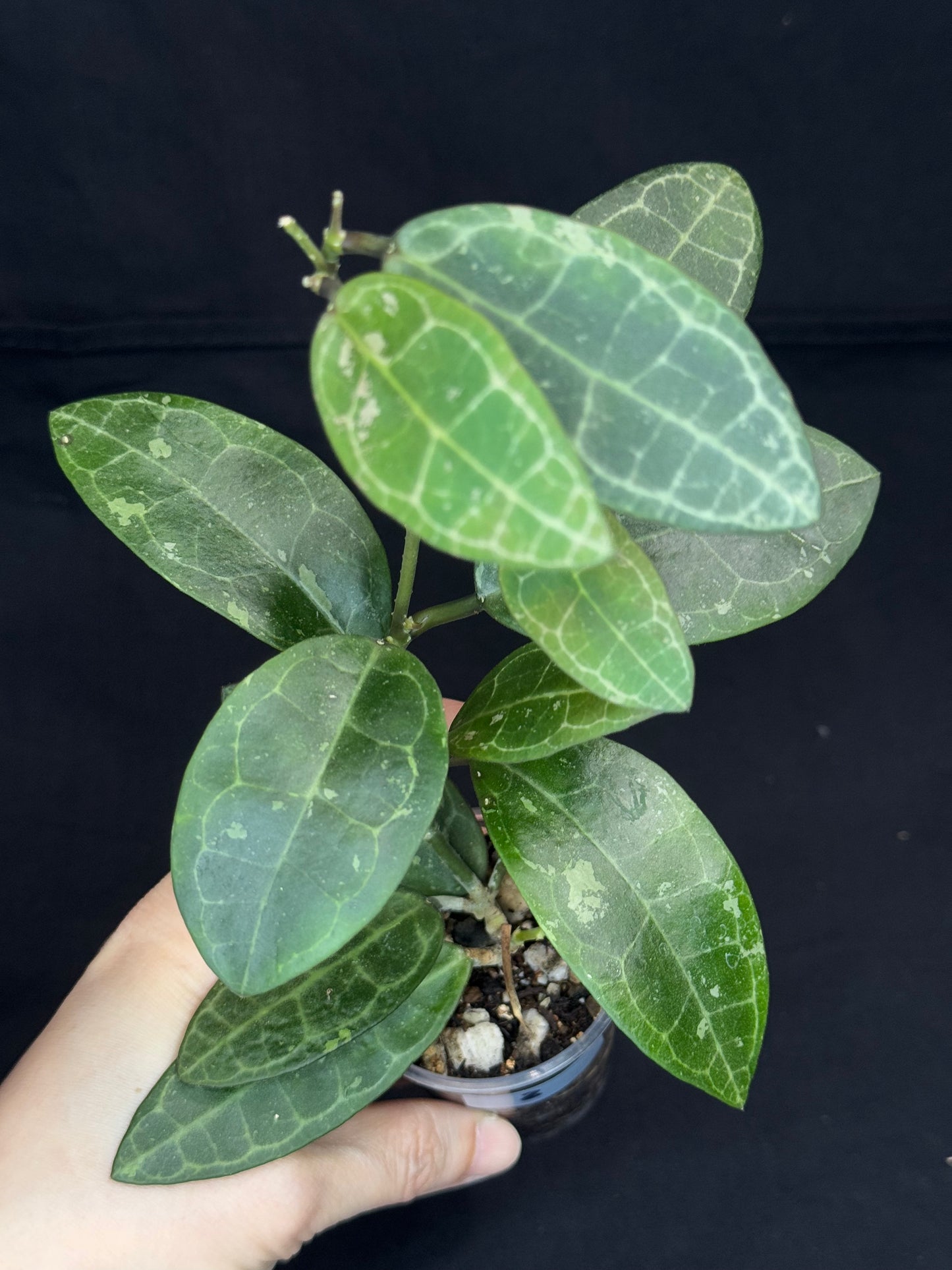 Hoya elliptica splash (#2), splashy cute big leaves, multiple growths, big plant