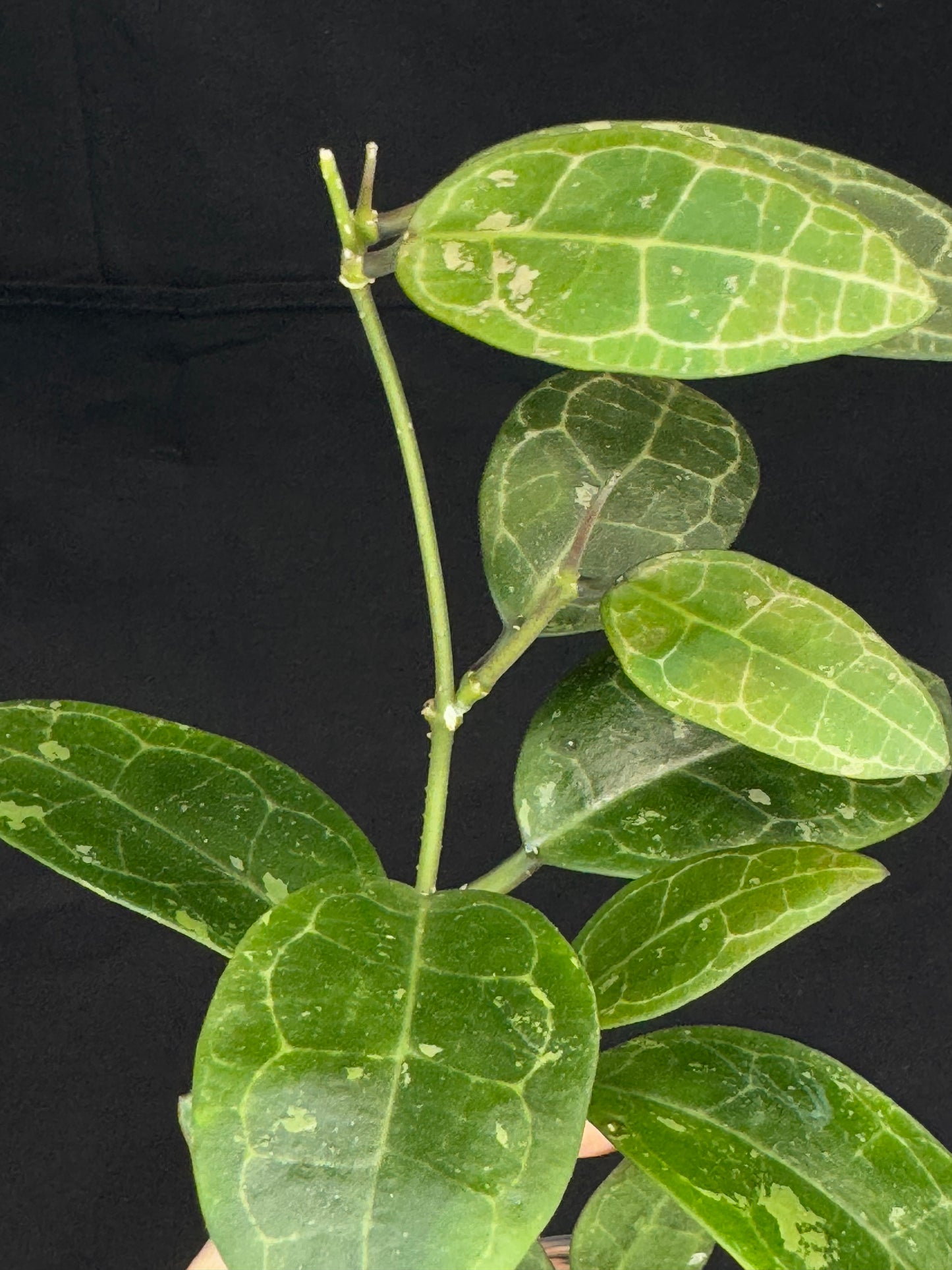 Hoya elliptica splash (#2), splashy cute big leaves, multiple growths, big plant