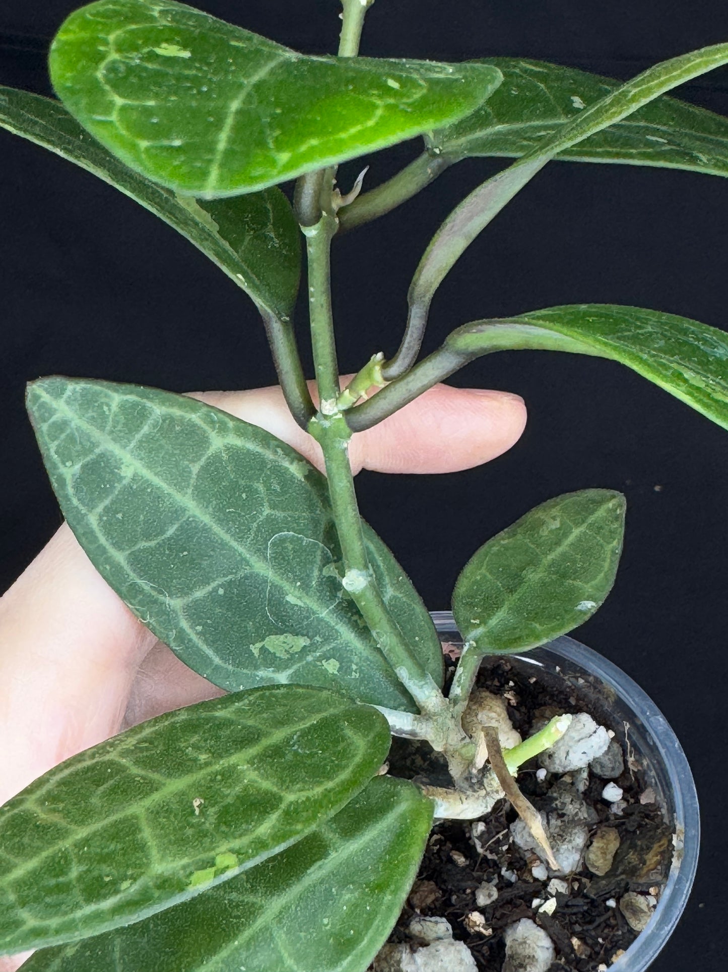 Hoya elliptica splash (#2), splashy cute big leaves, multiple growths, big plant