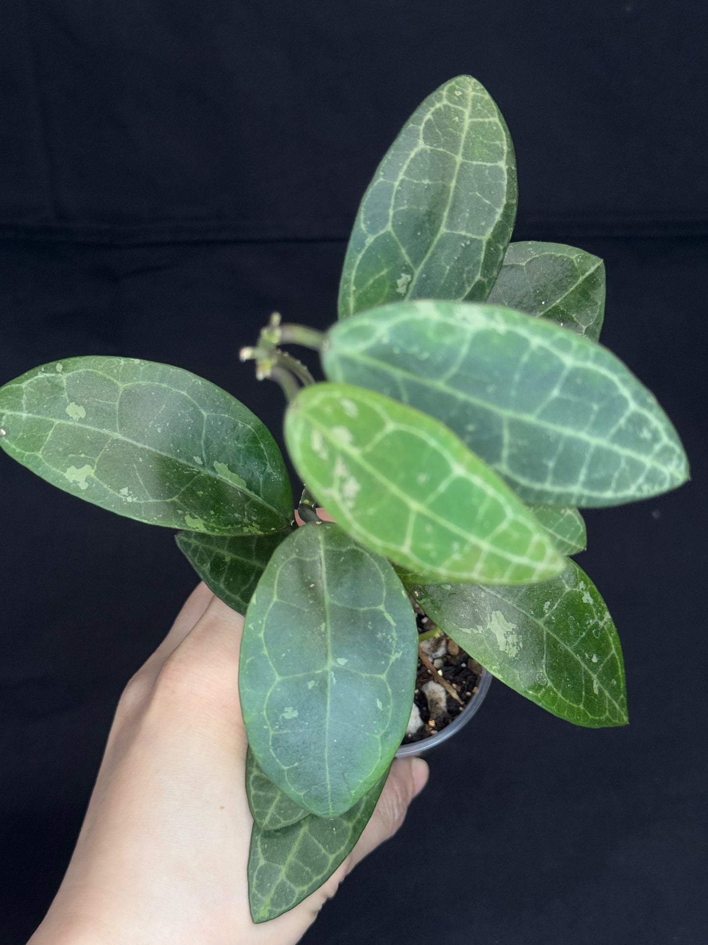 Hoya elliptica splash (#2), splashy cute big leaves, multiple growths, big plant