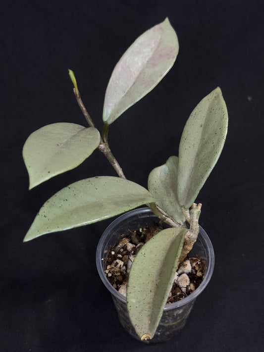 Hoya Wilbur Grave Silver, stable nice silver green leaves