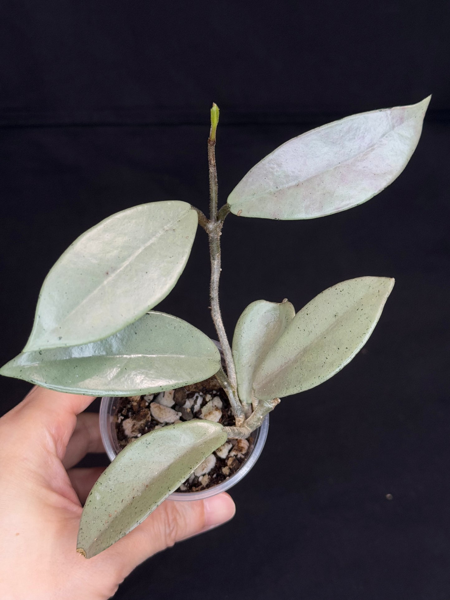 Hoya Wilbur Grave Silver, stable nice silver green leaves