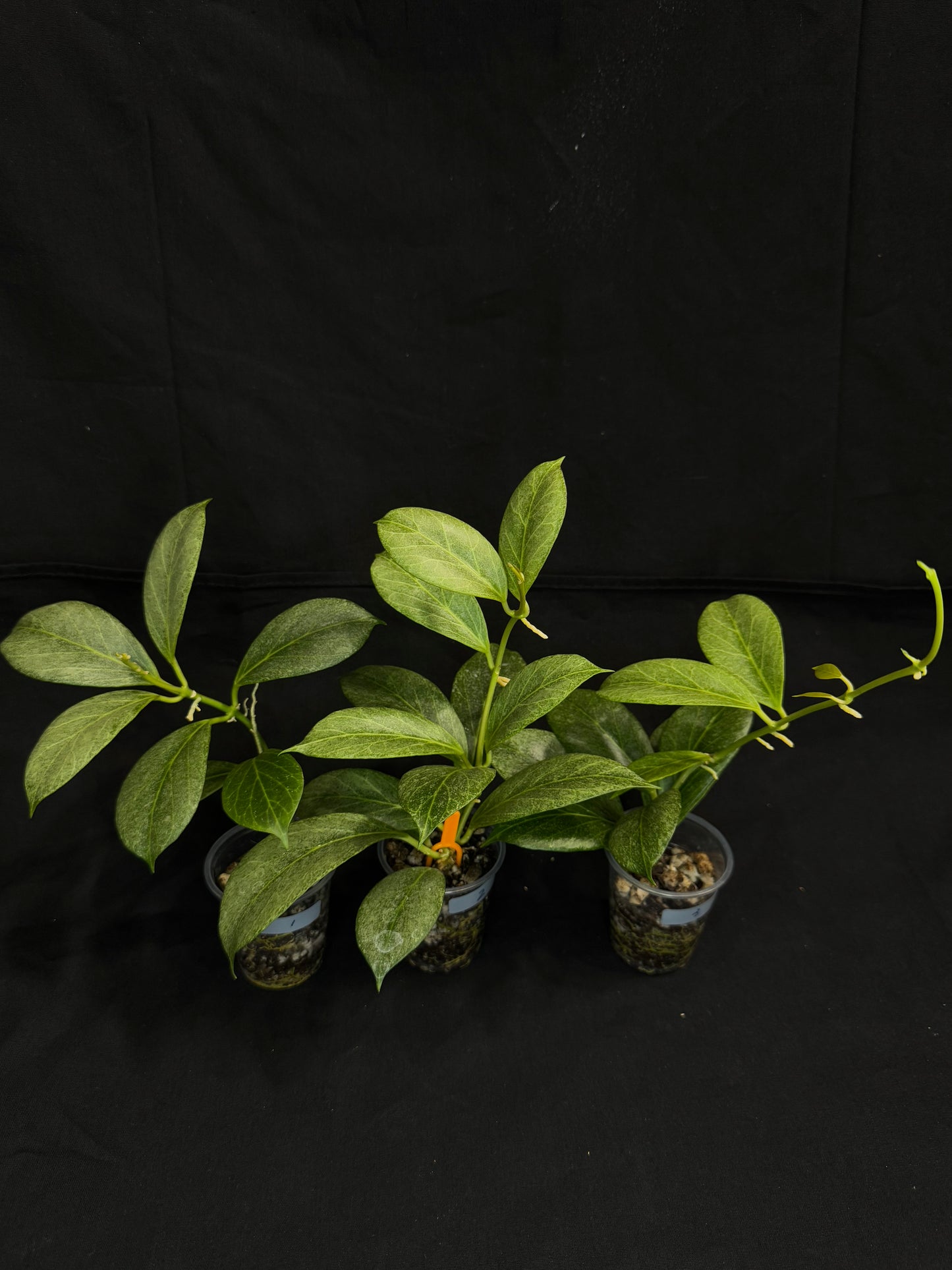 Hoya obscura silver, nice silver green leaves, big plant #2