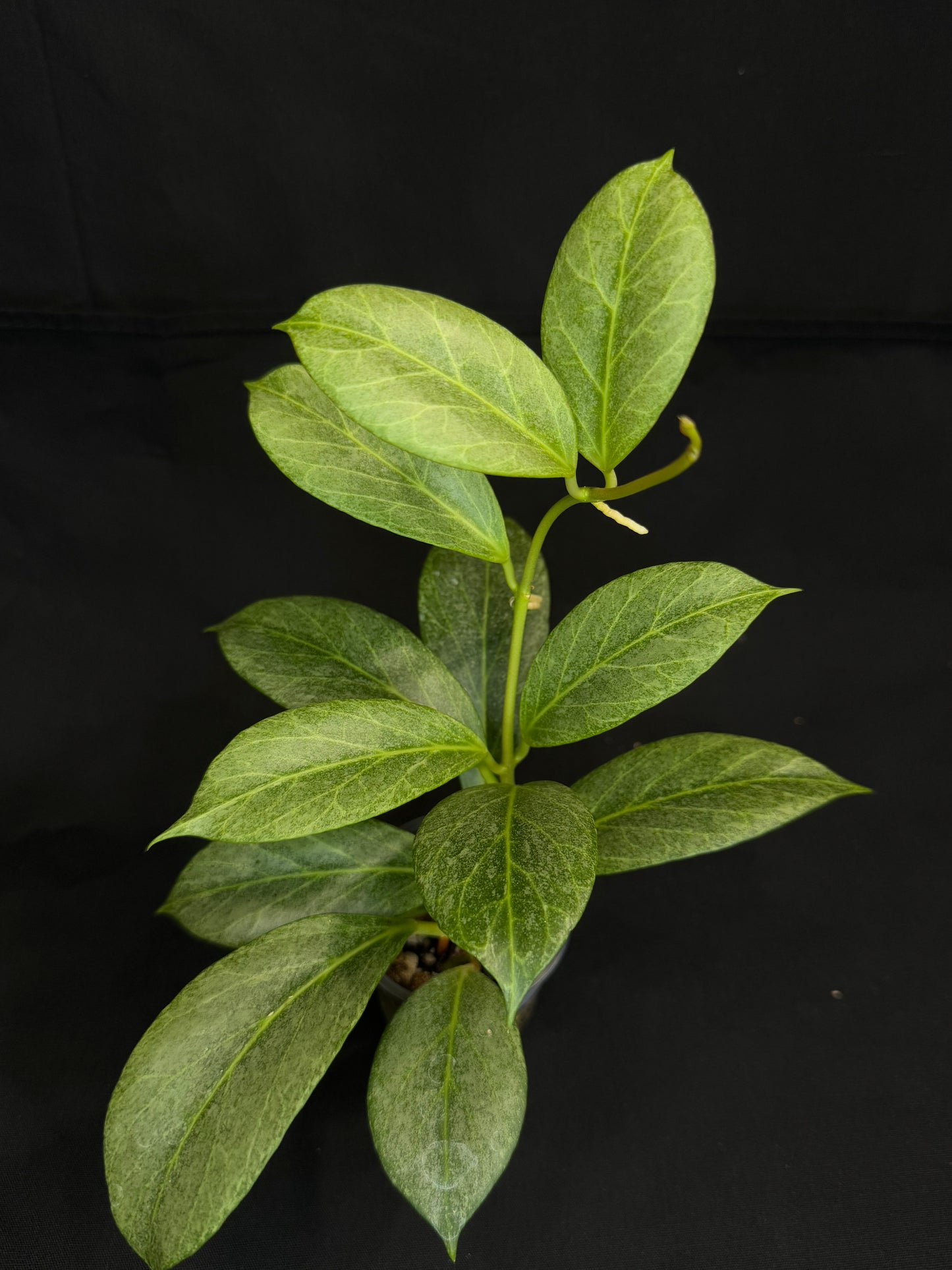 Hoya obscura silver, nice silver green leaves, big plant #2