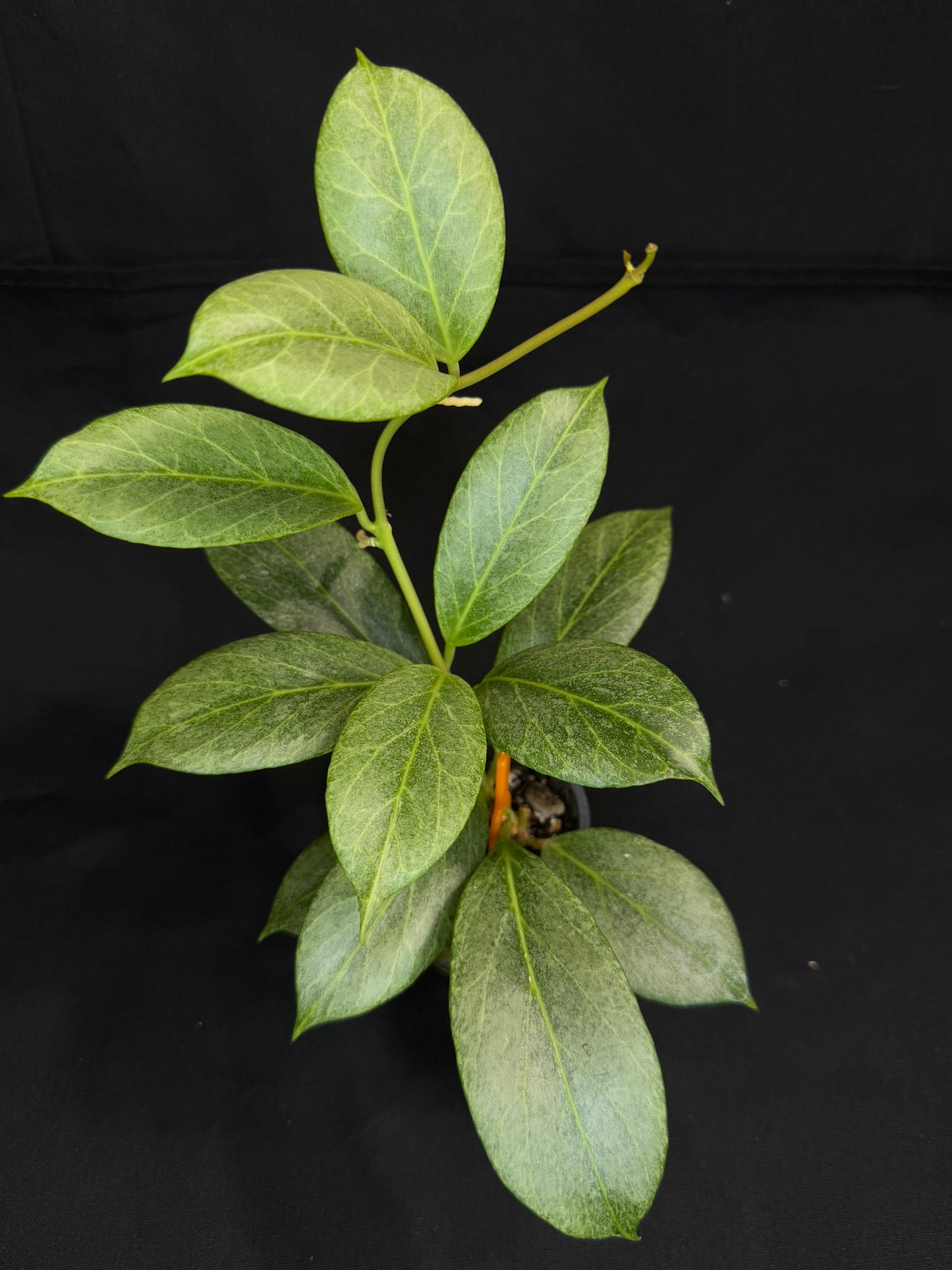 Hoya obscura silver, nice silver green leaves, big plant #2