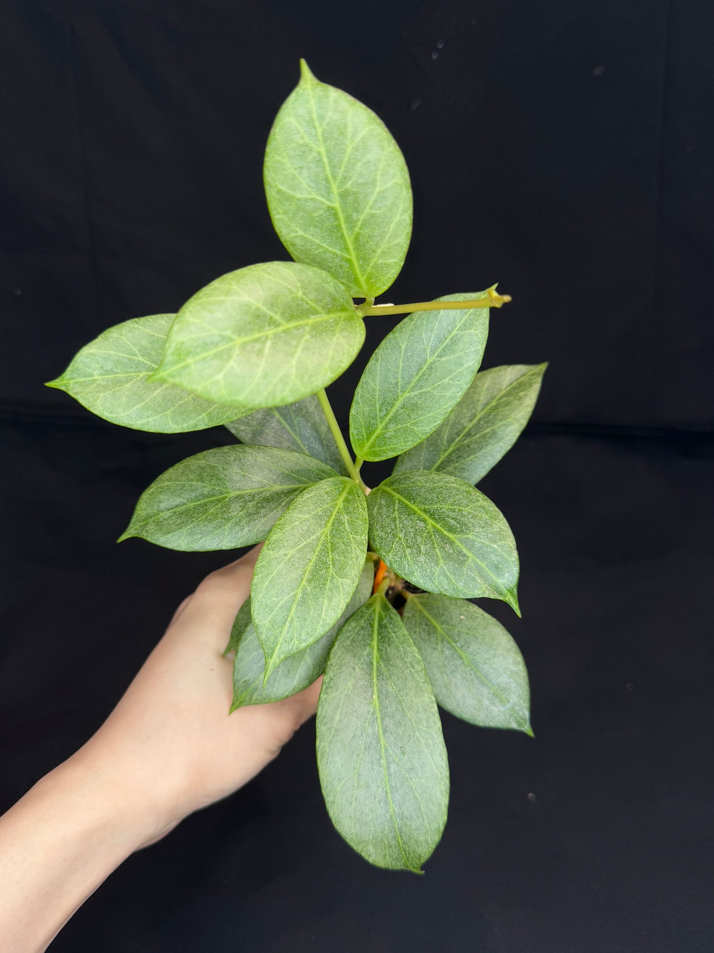 Hoya obscura silver, nice silver green leaves, big plant #2