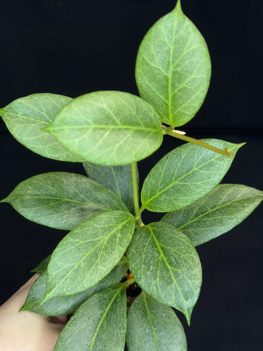 Hoya obscura silver, nice silver green leaves, big plant #2