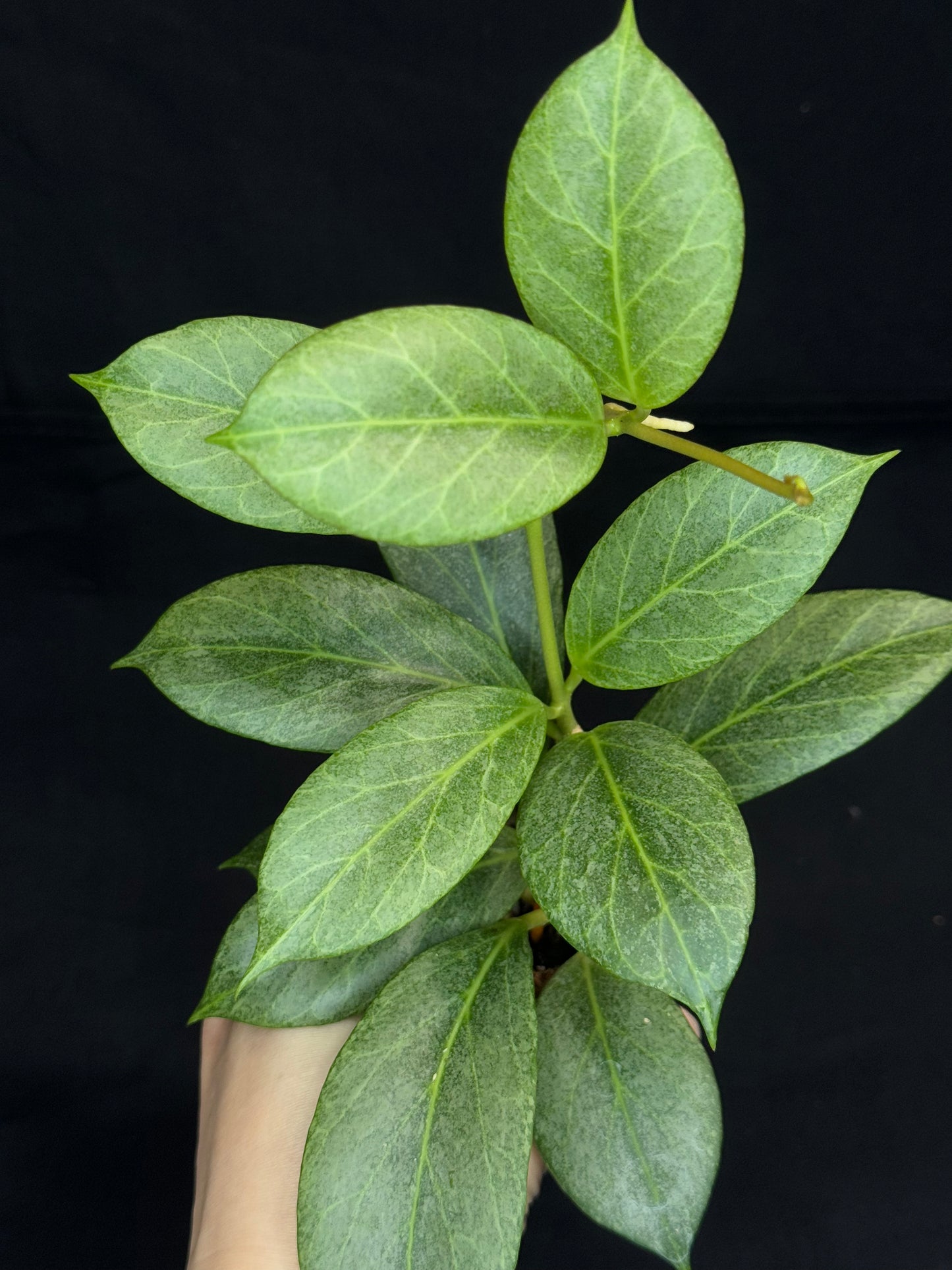 Hoya obscura silver, nice silver green leaves, big plant #2