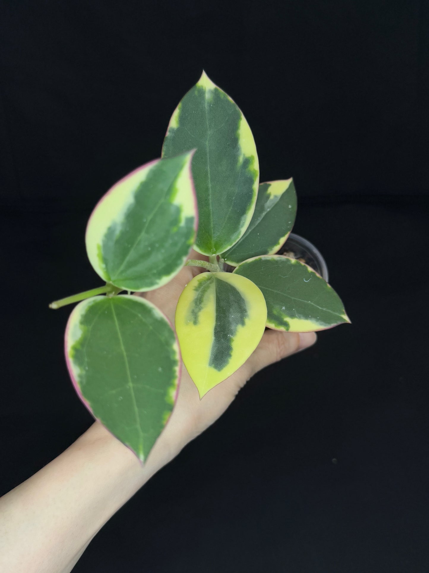 Hoya sp para albo, nice variegation, sunstressed pink and yellow