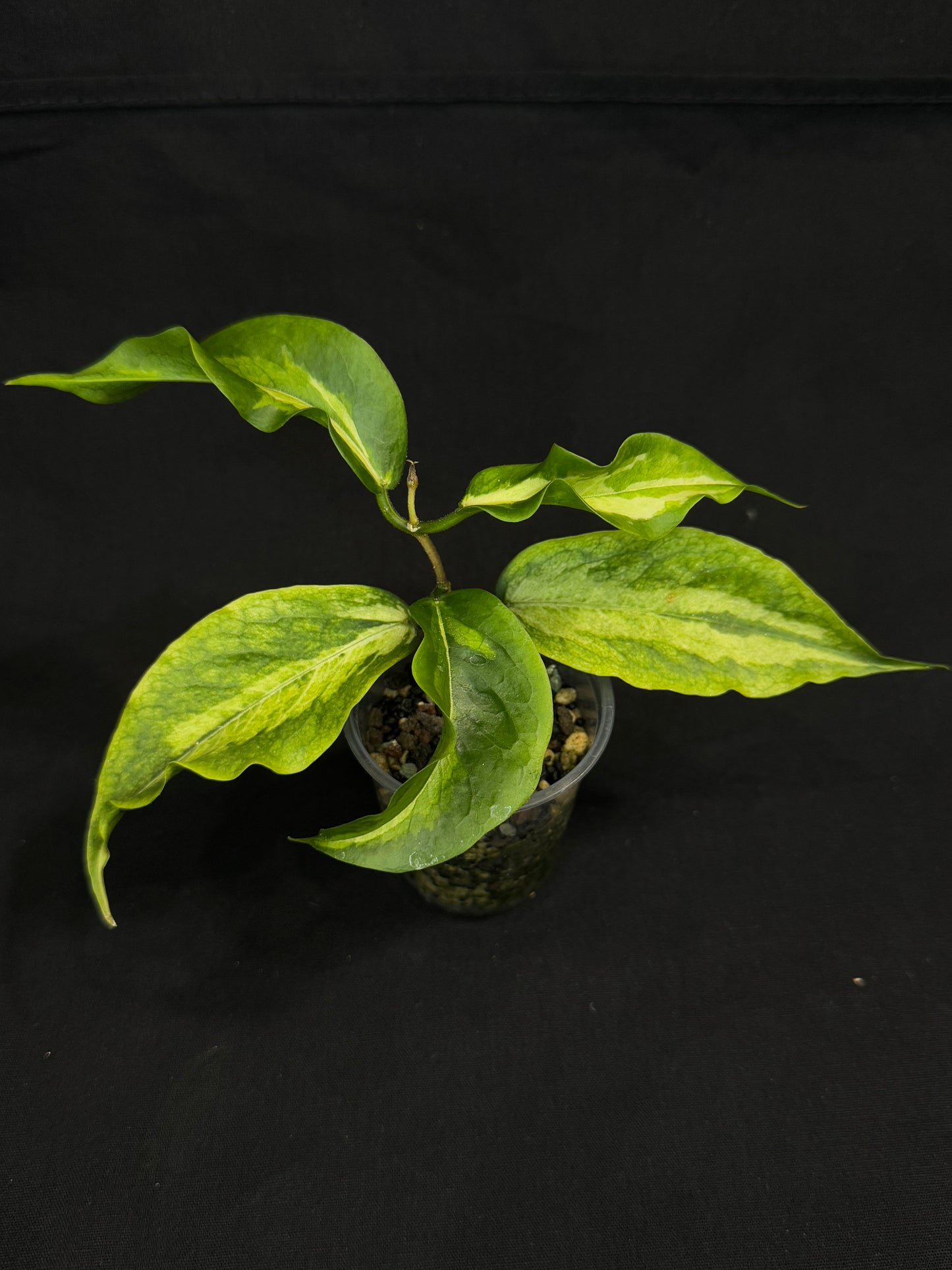 Hoya Kenejiana variegata, nice inner variegation, wavy leaves, rare and special