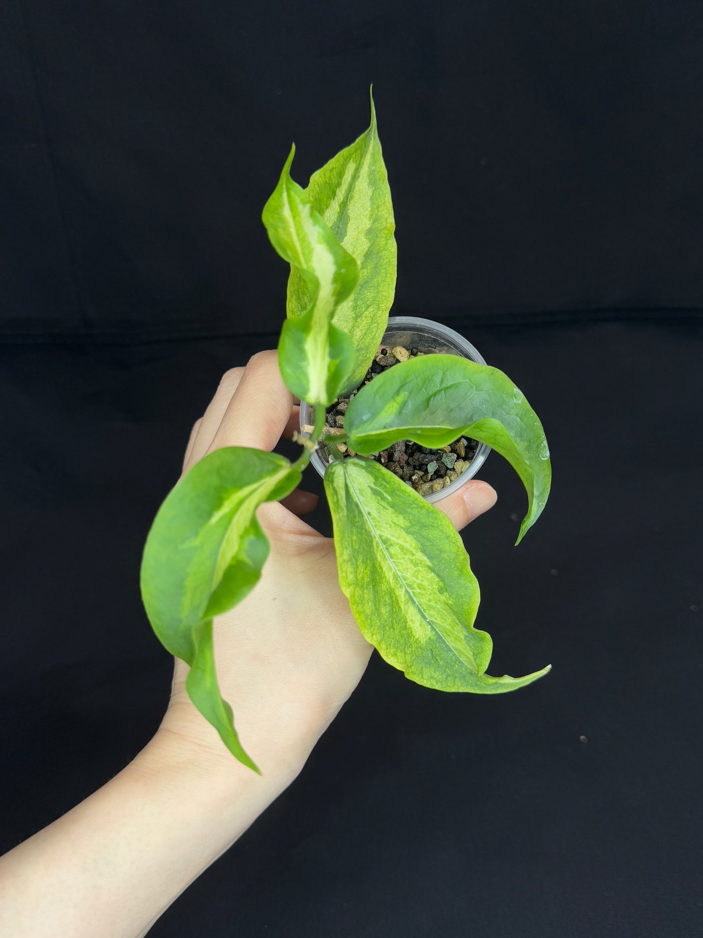 Hoya Kenejiana variegata, nice inner variegation, wavy leaves, rare and special