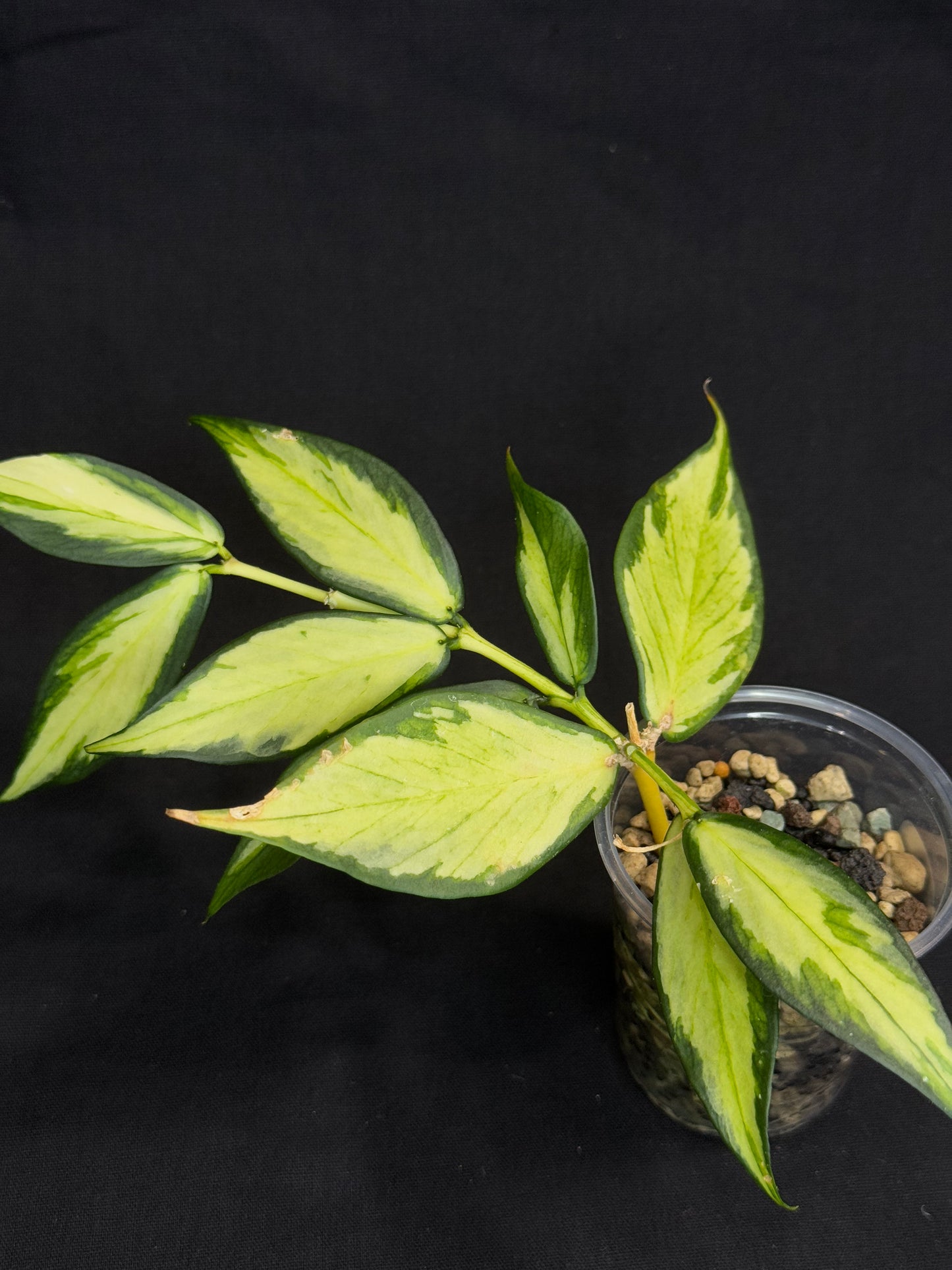 Hoya polyneura variegated (inner) (#4), rare and beautiful variegation