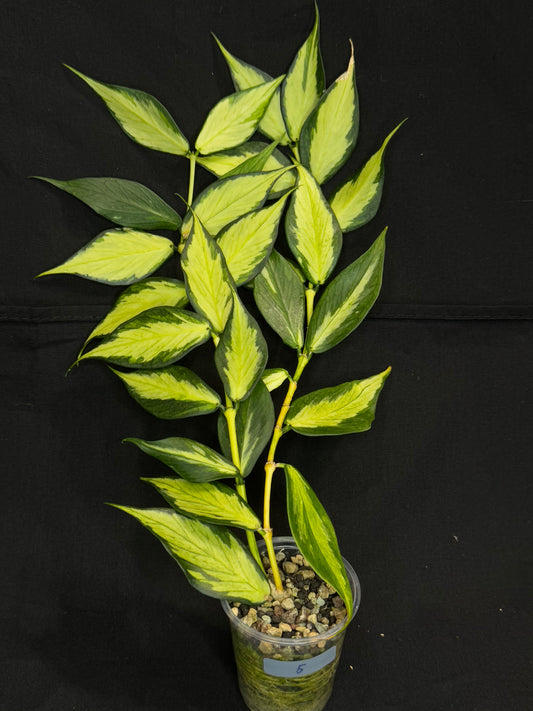 Hoya polyneura variegated (inner) (#5), rare and beautiful variegation, bigger plant